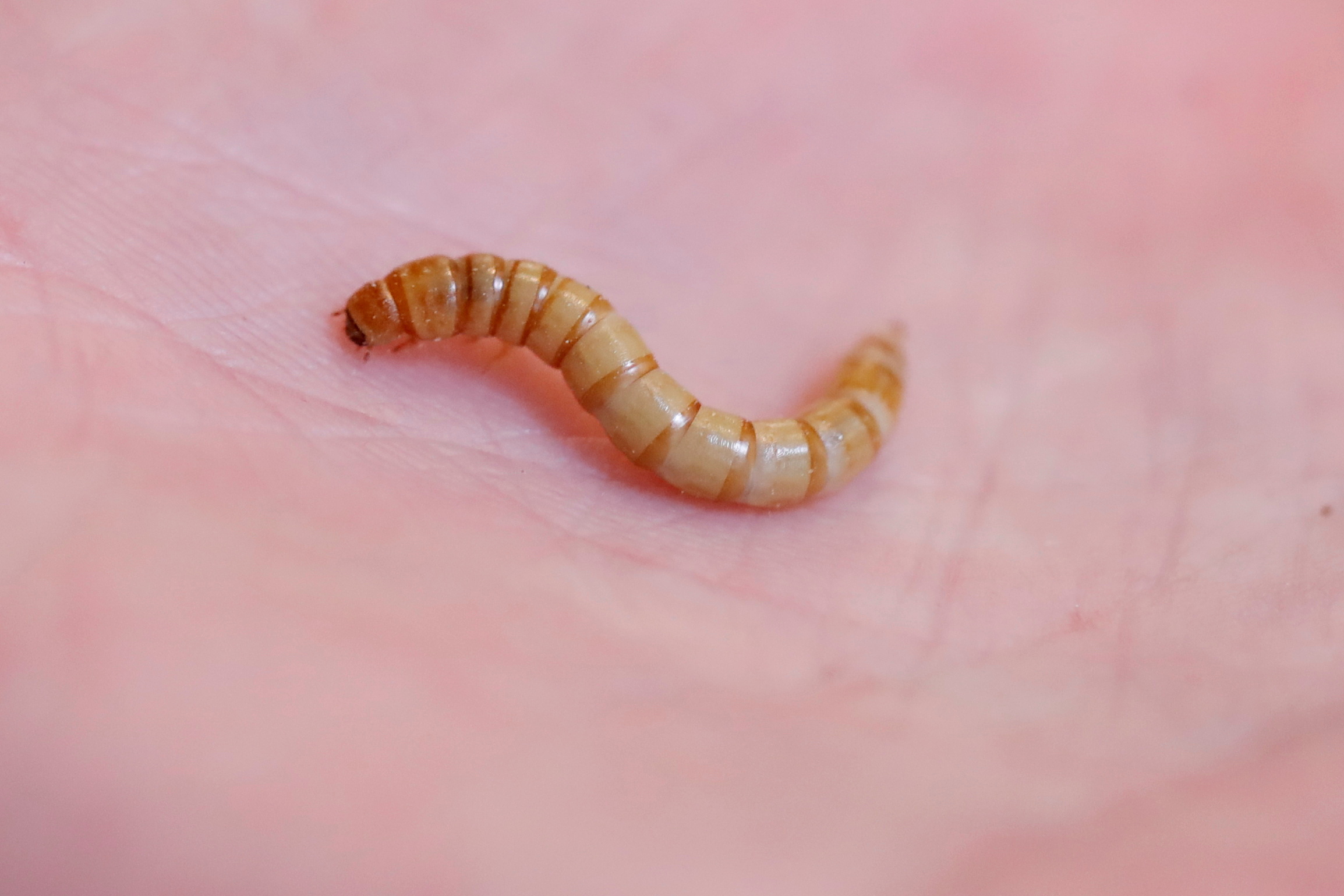 Insects on the menu: EU gives green light to eating mealworms