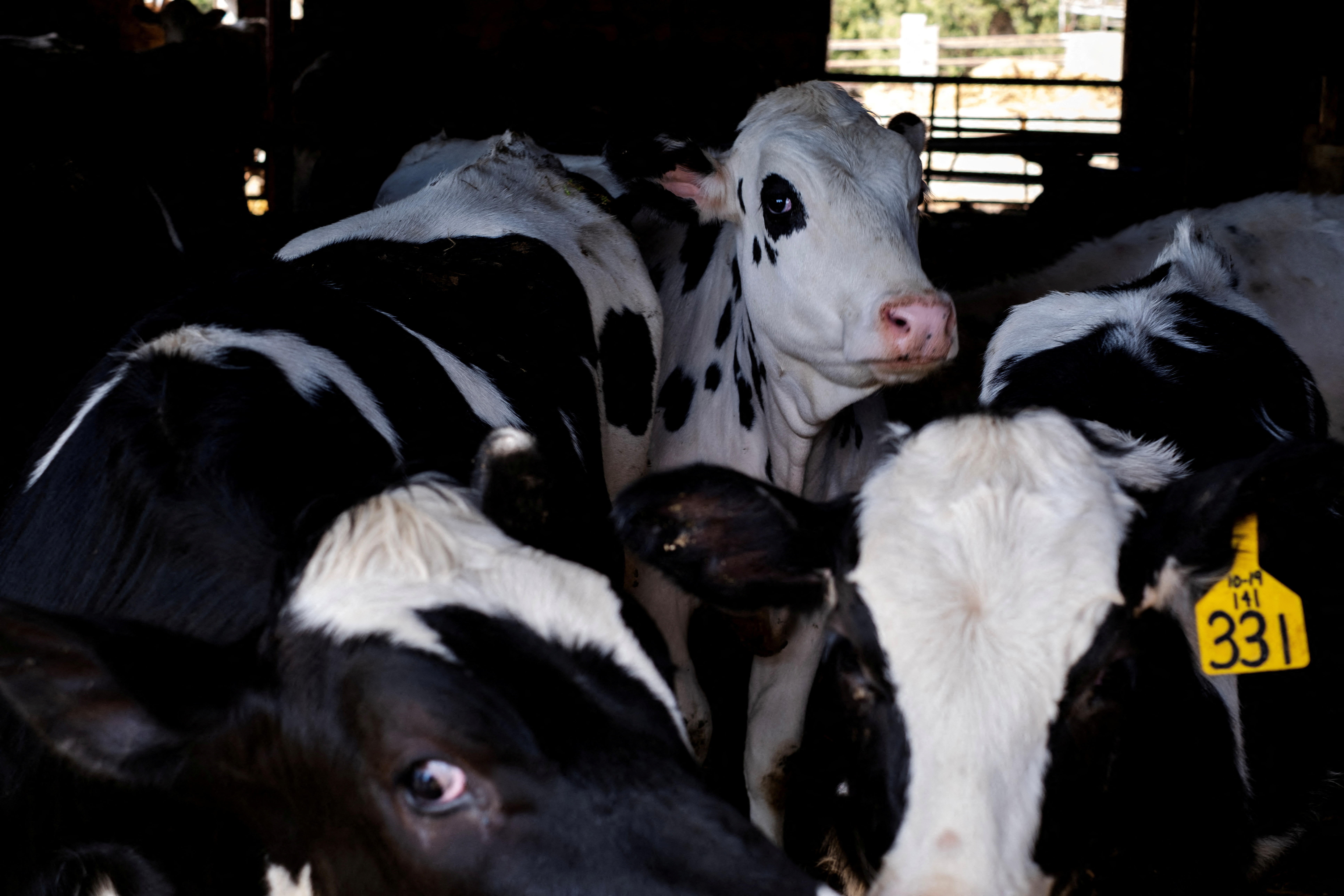米政府、他州へ移動する乳牛に鳥インフル検査義務付け