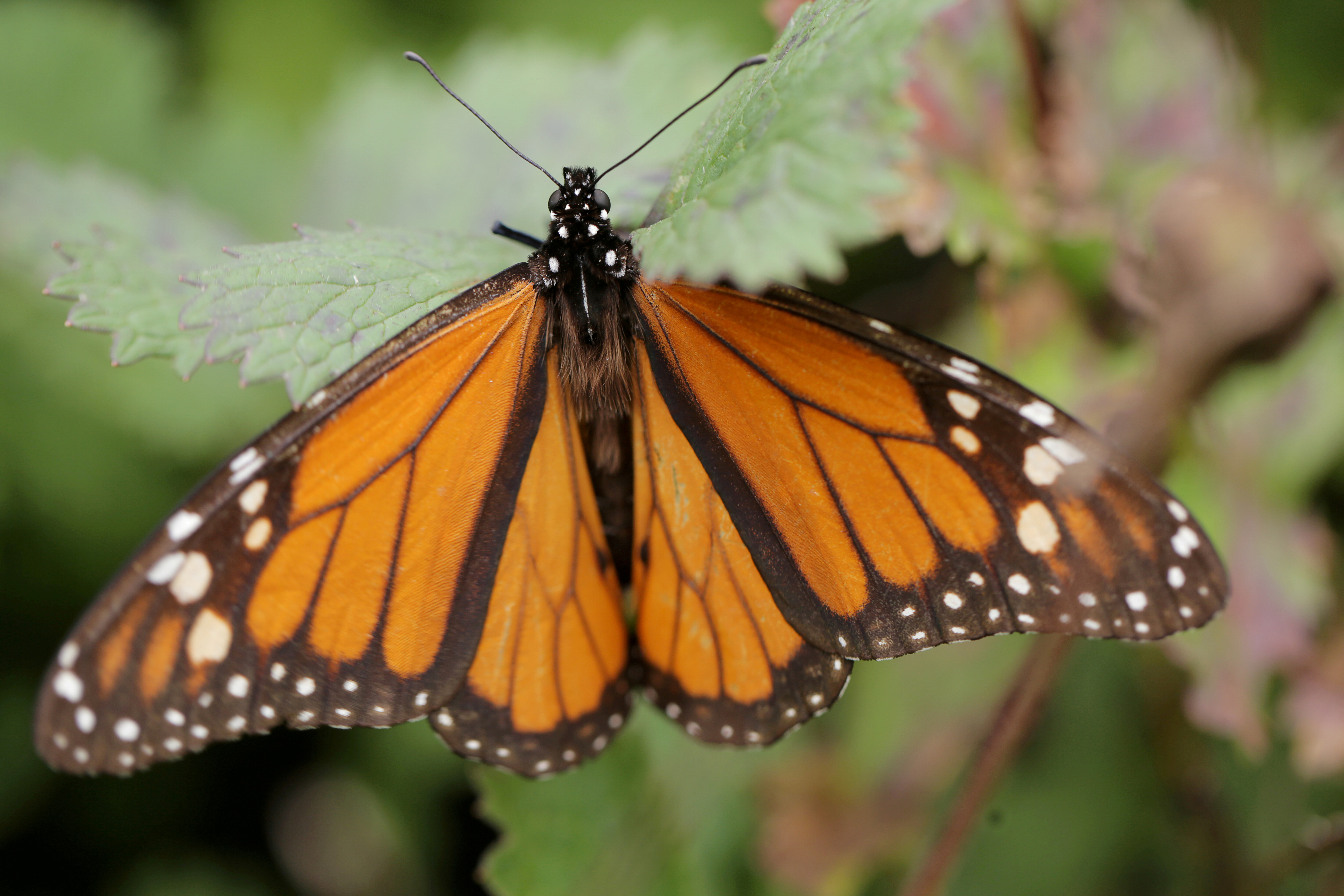 Monarch Butterflies Face 'Quasi-Extinction' — But Hope Is on the Wing