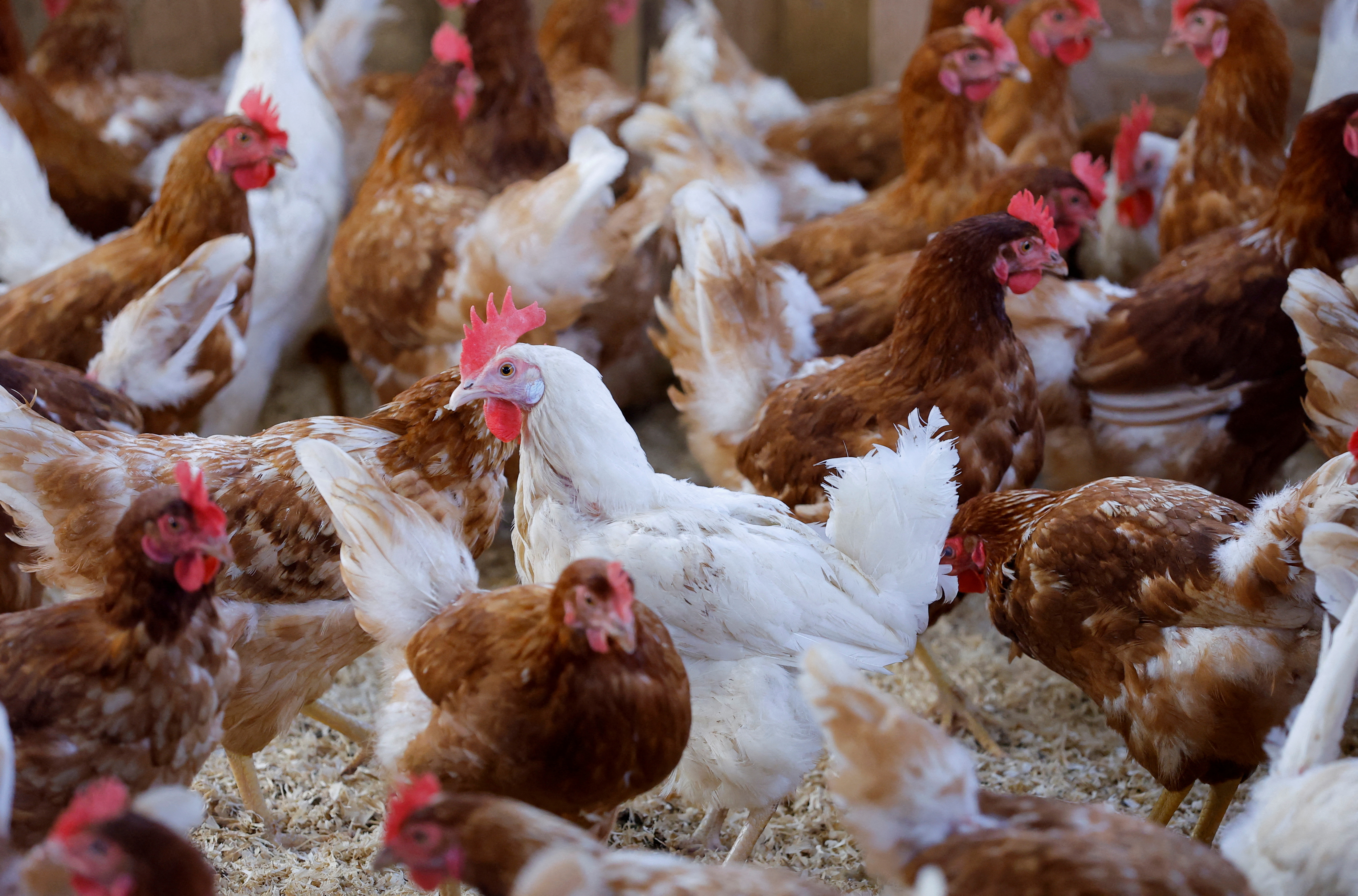 Organic poultry farm in Corcoue-sur-Logne