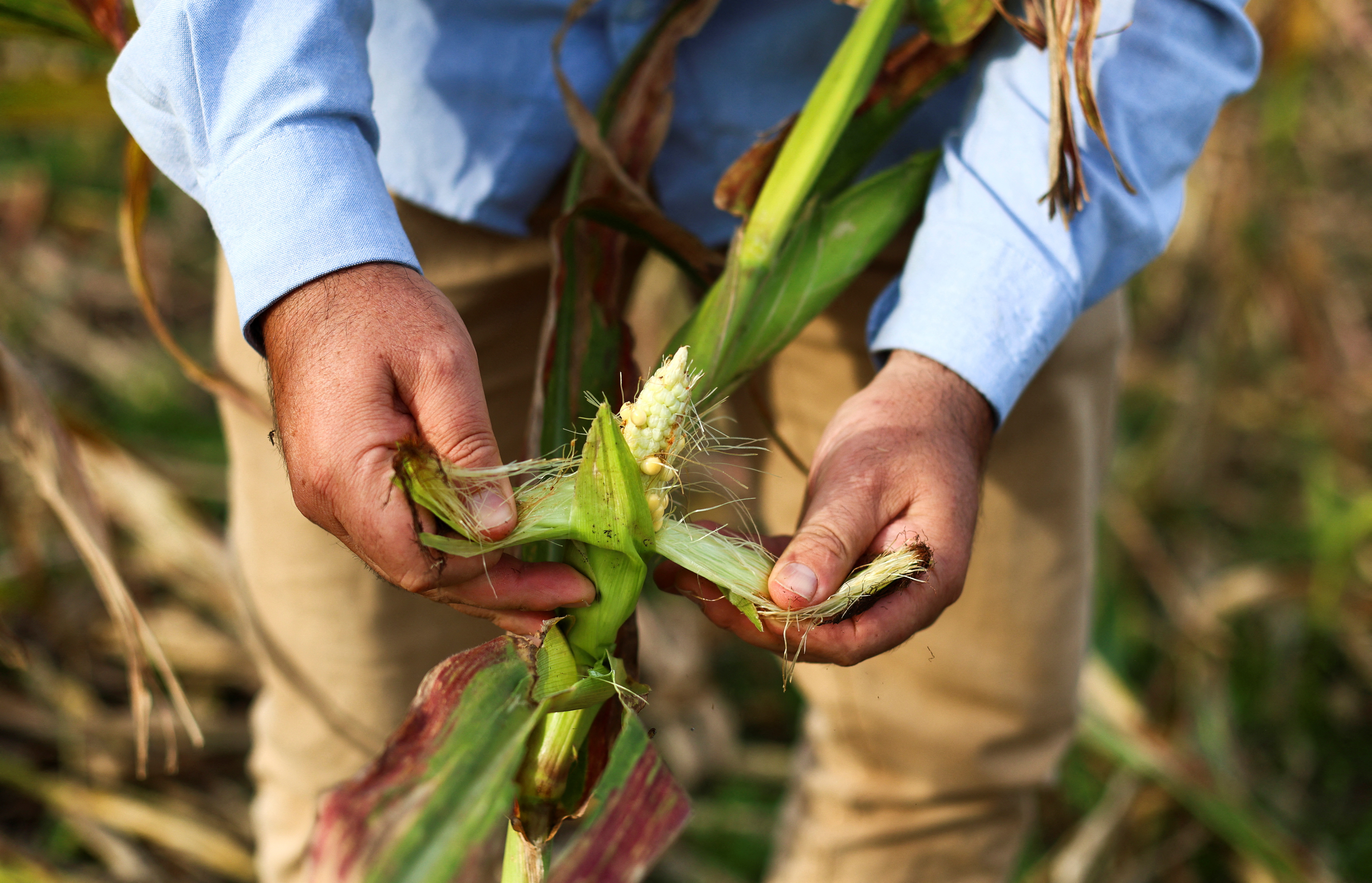 A leafhopper bug ravages Argentina's corn crop in climate warning to farmers
