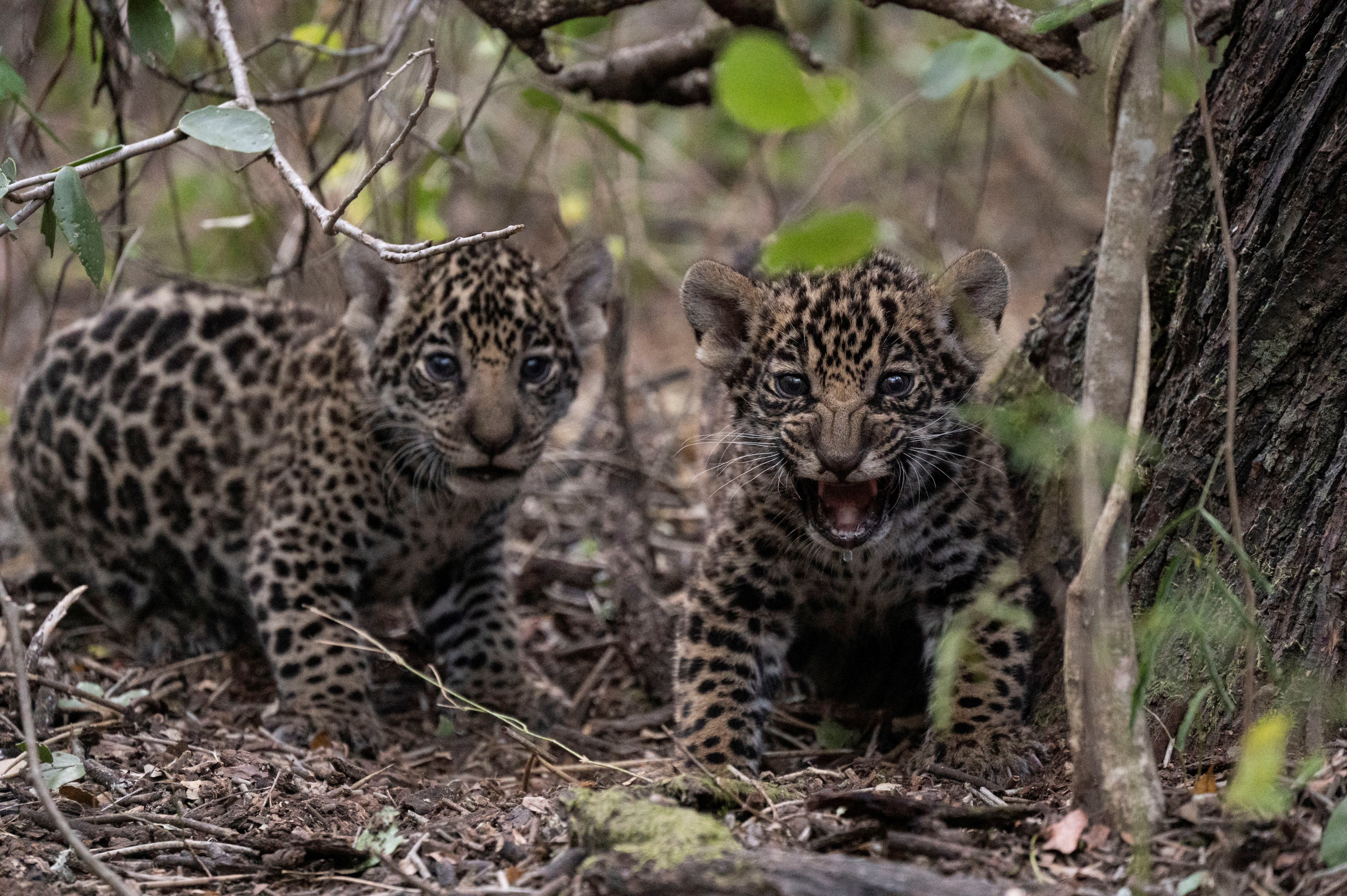 Two jaguar cubs, a critically endangered species, are released in an Argentine national park