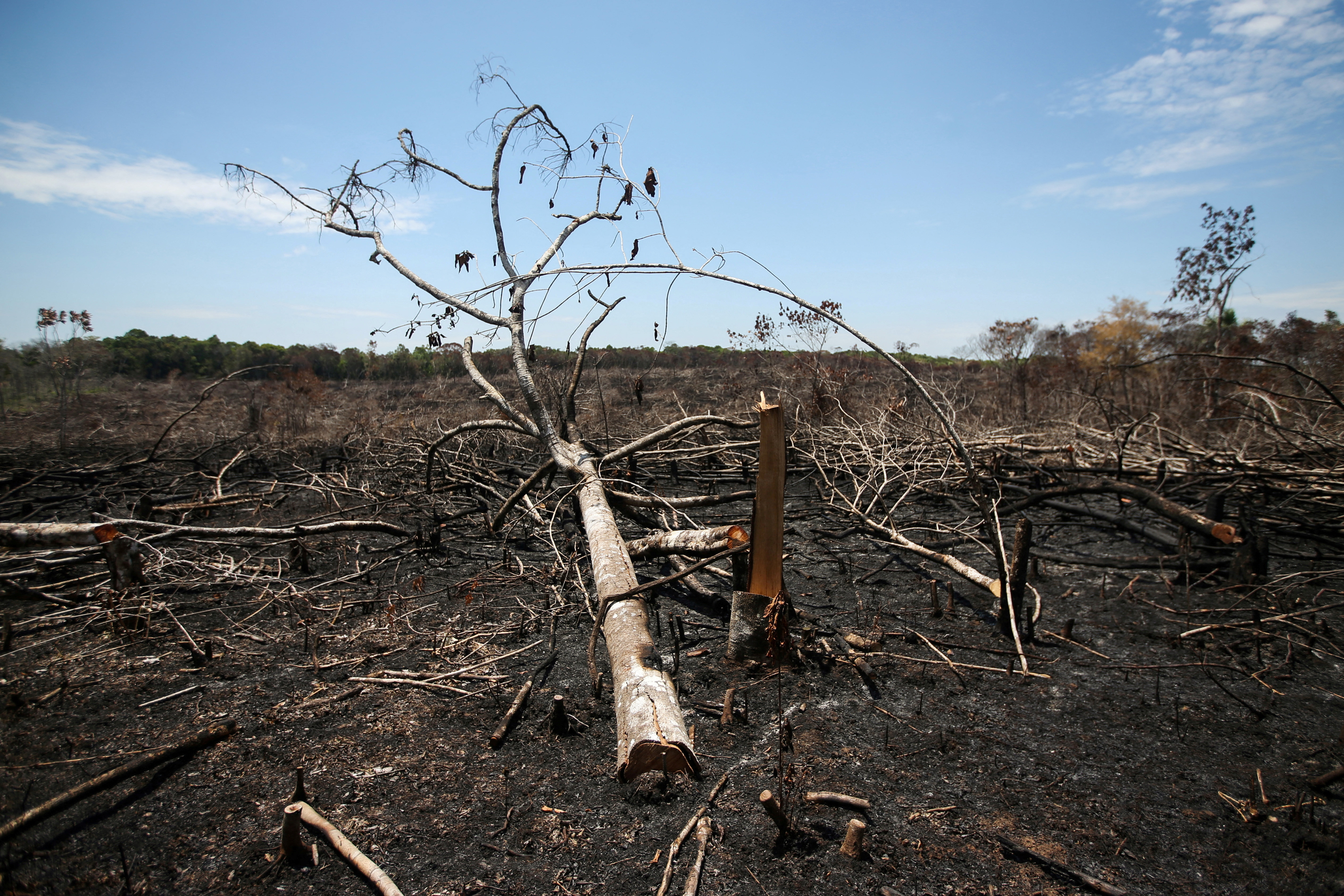 Charred logs are seen on a stretch of the Yari plains, which was recently burned for pasture, in Caqueta