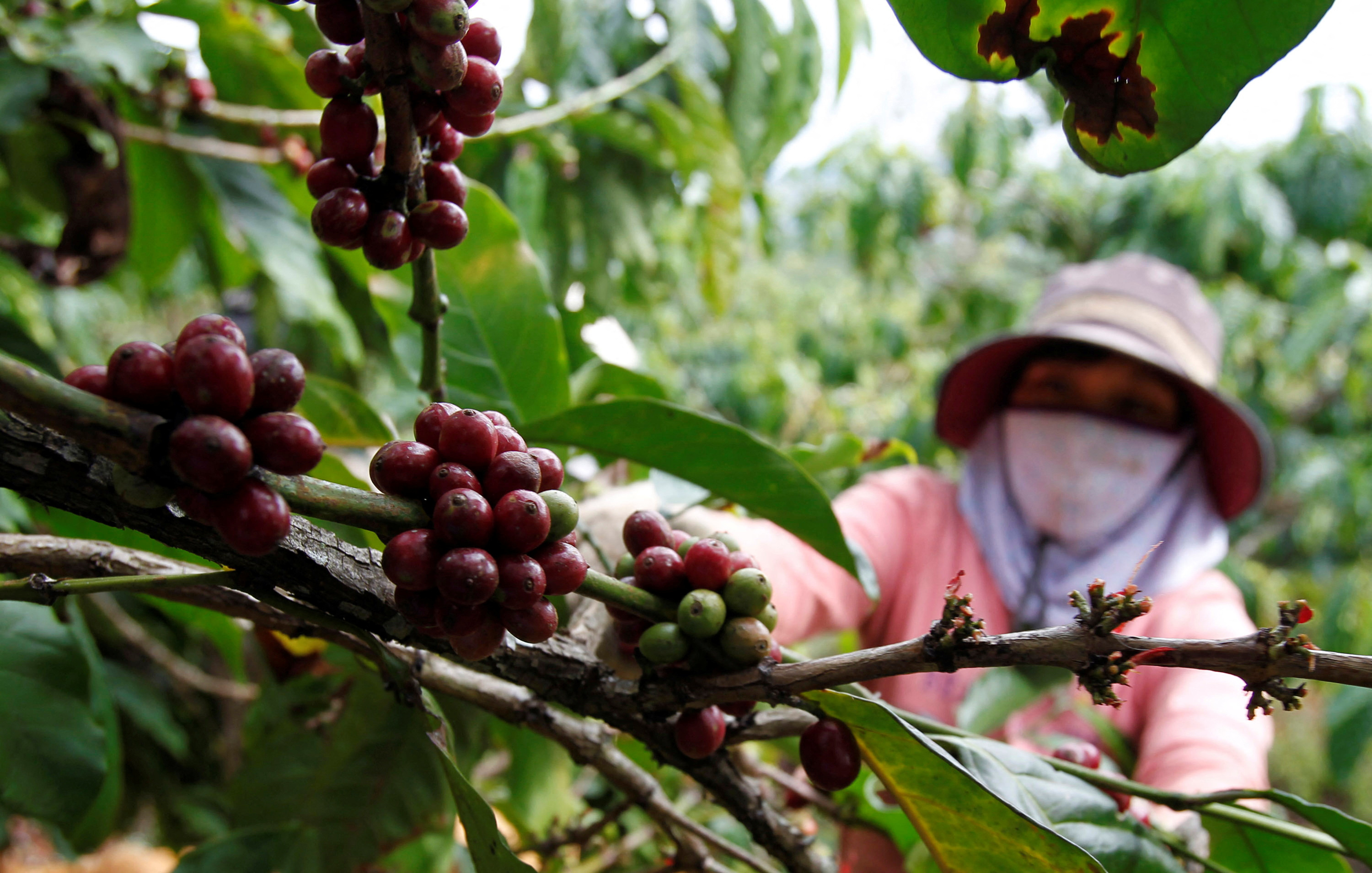 Vietnam coffee farmers boost irrigation but running low on water, says  report | Reuters