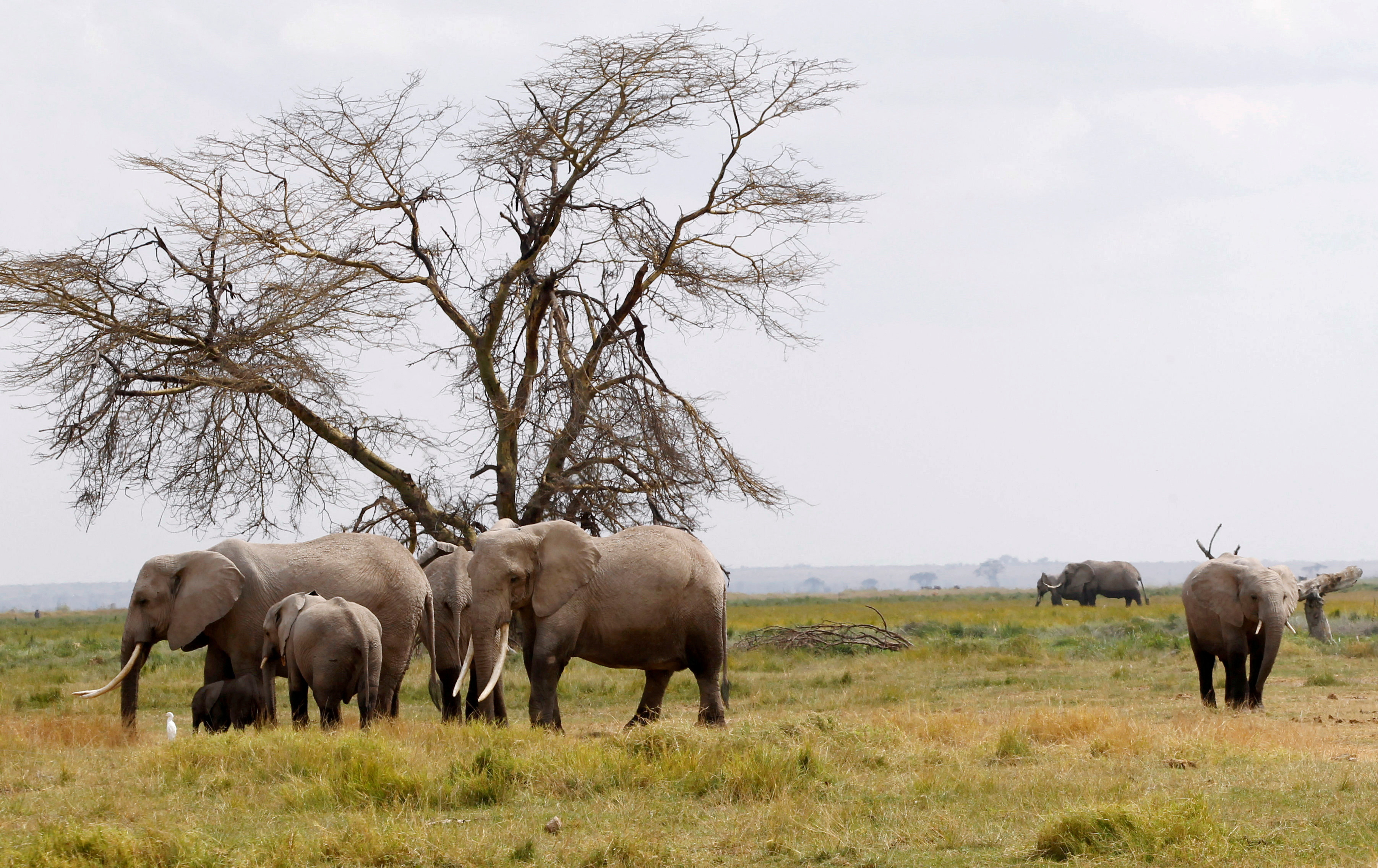 Belgium bans the import of hunting trophies