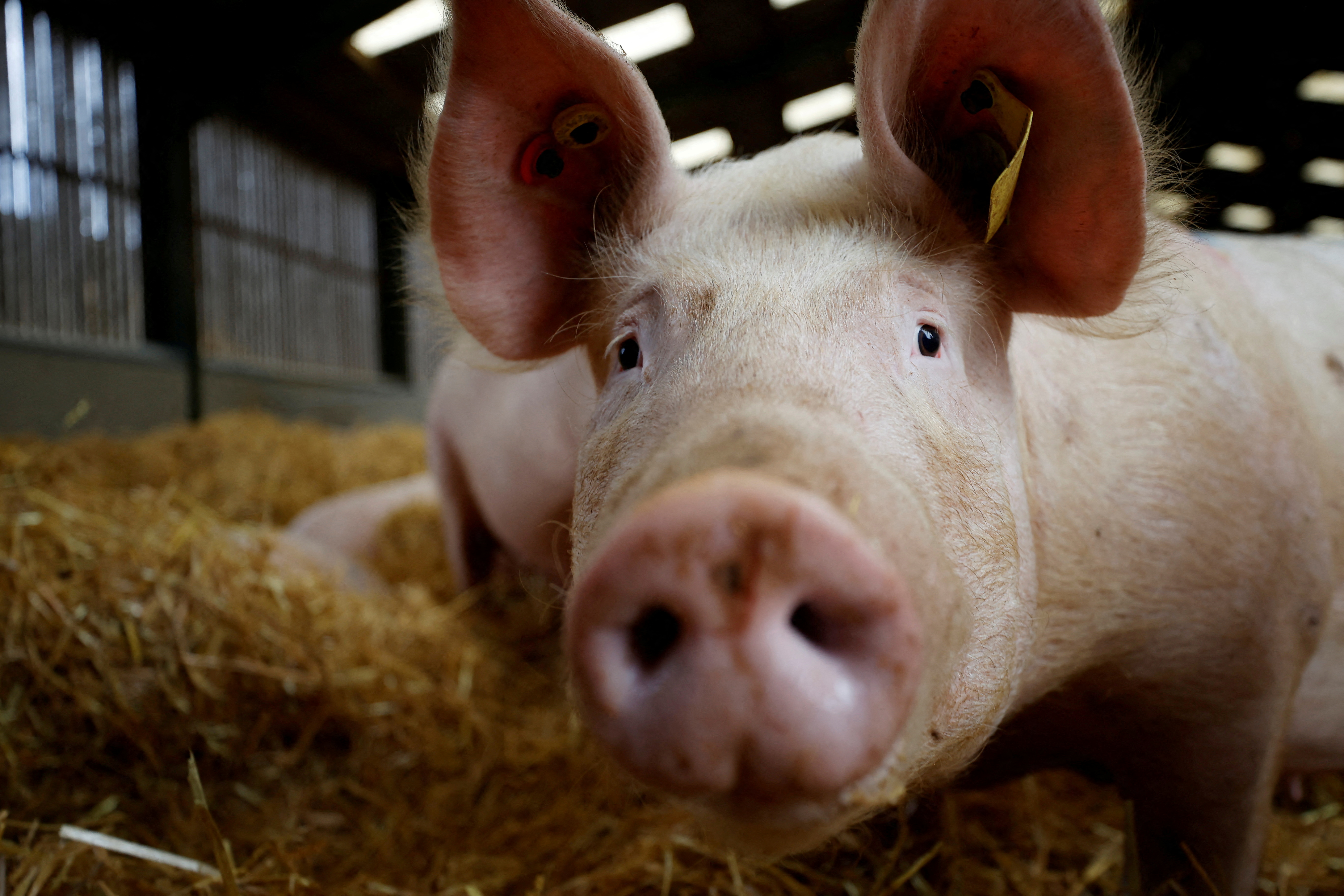 A breeding sow is seen inside a barn on a family run pig farm near Driffield