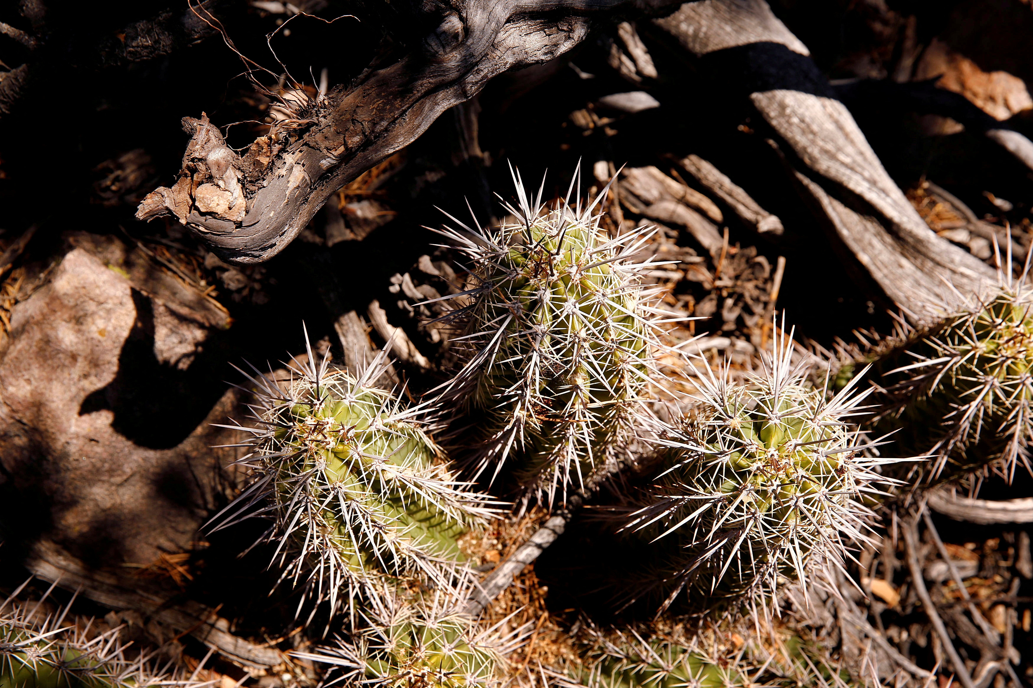 Endangered Arizona hedgehog cactus is seen in the Oak Flat recreation area outside Superior, Arizona