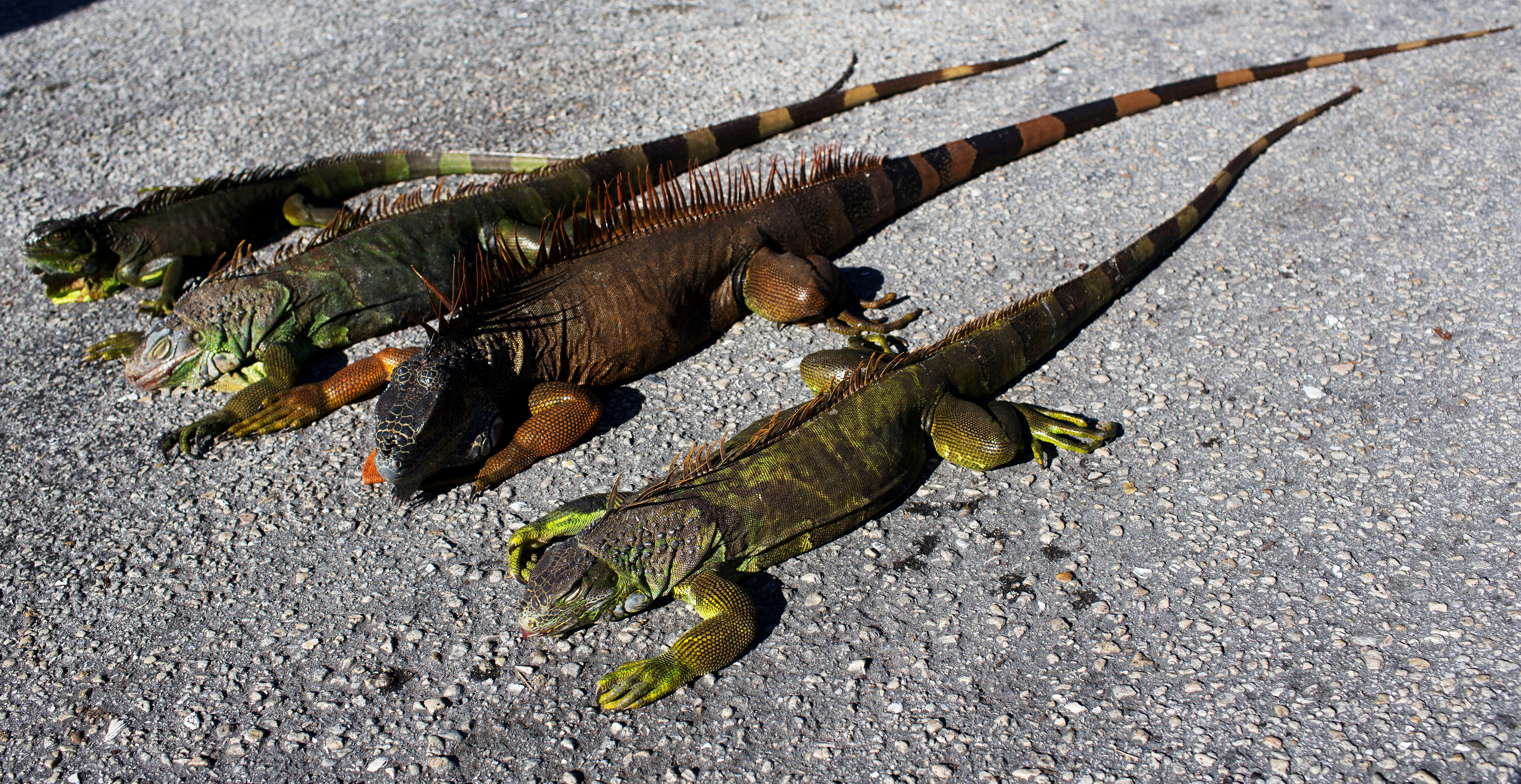 Cold-stunned iguanas are seen following extreme cold weather in Lake Worth