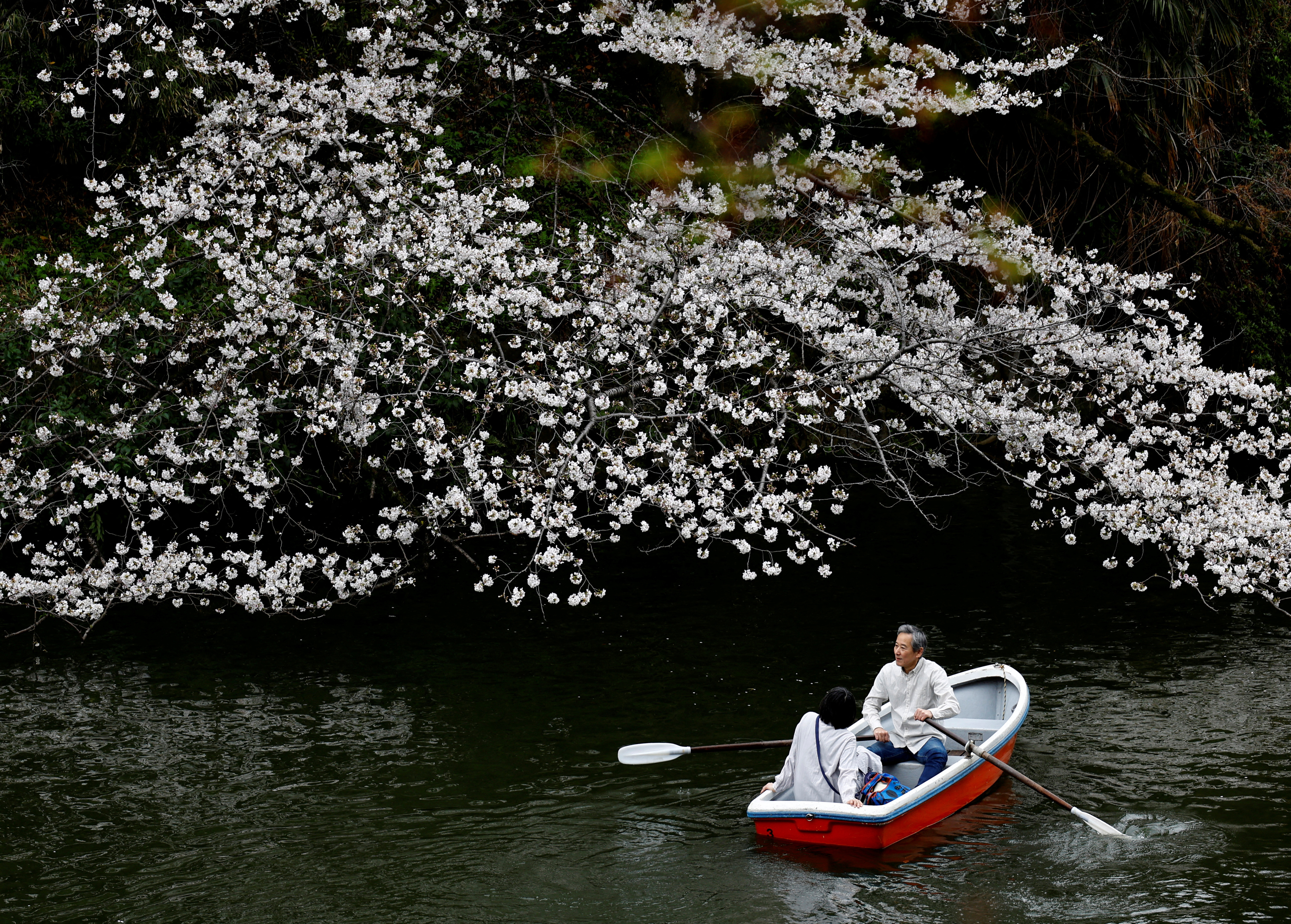 Visitors ride a boat next to cherry blossoms at Chidorigafuchi Park in Tokyo