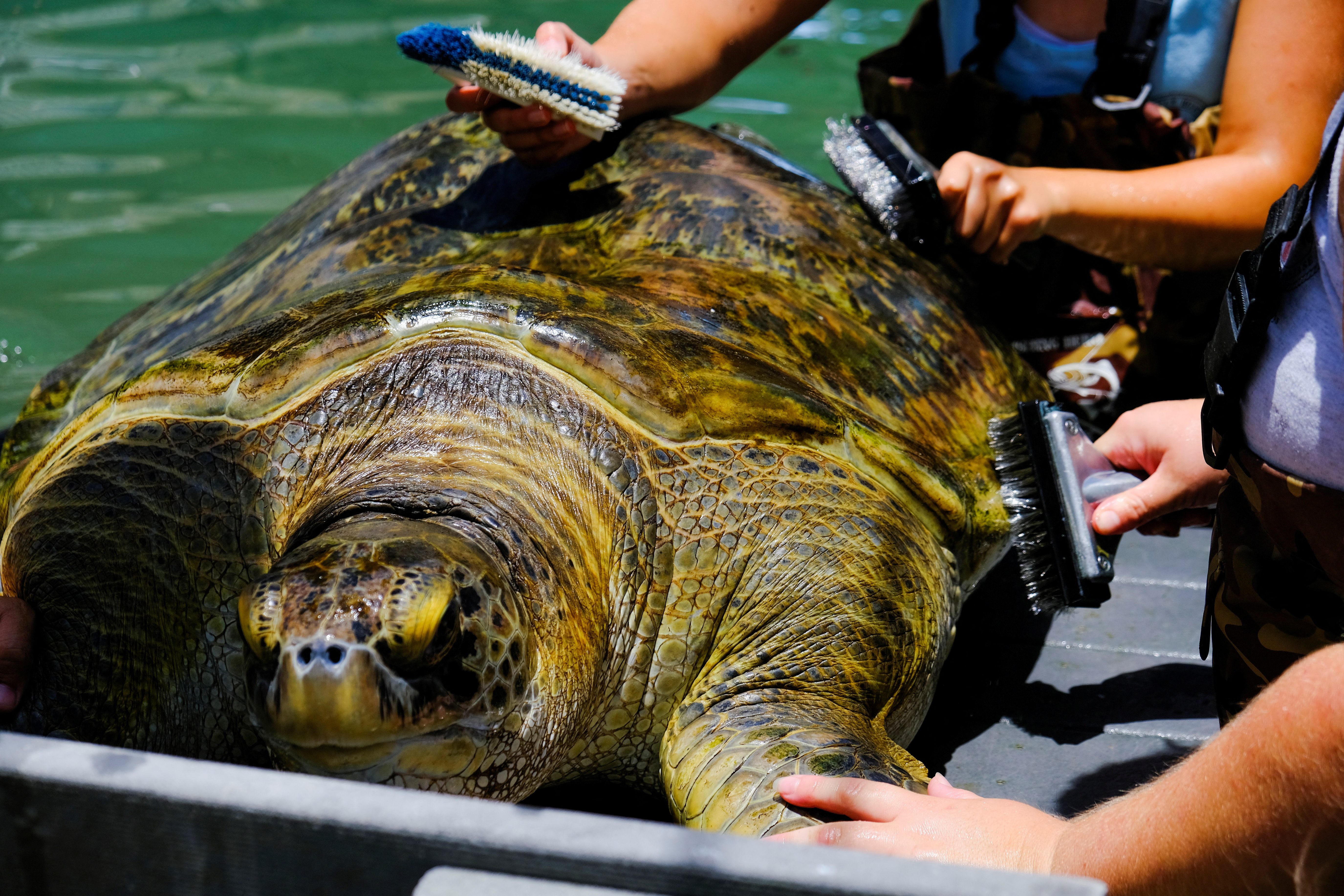 A Green Turtle is cleaned at the Turtle Hospital in Marathon