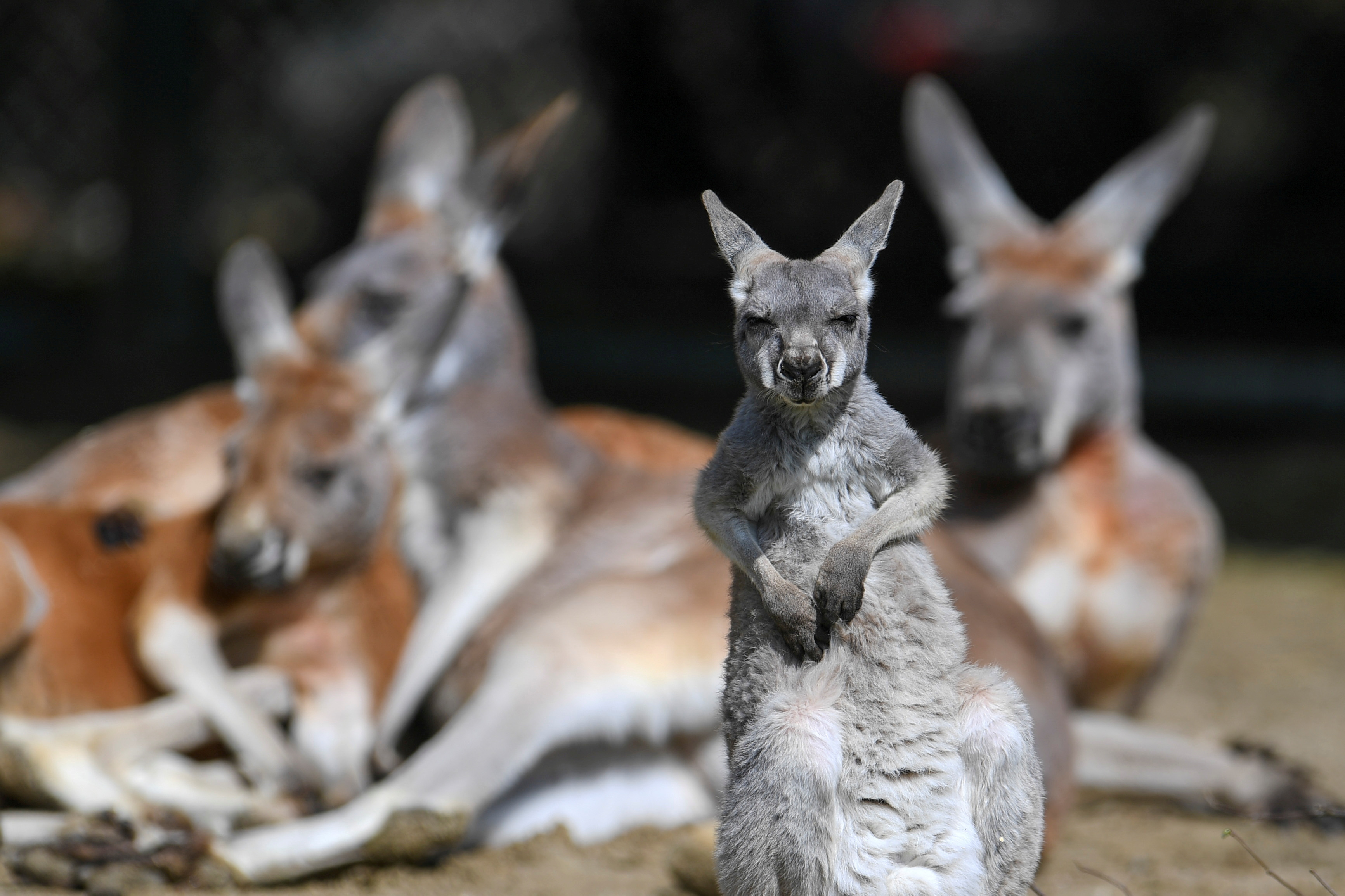 A young red kangaroo looks on at Hellabrunn Zoo in Munich