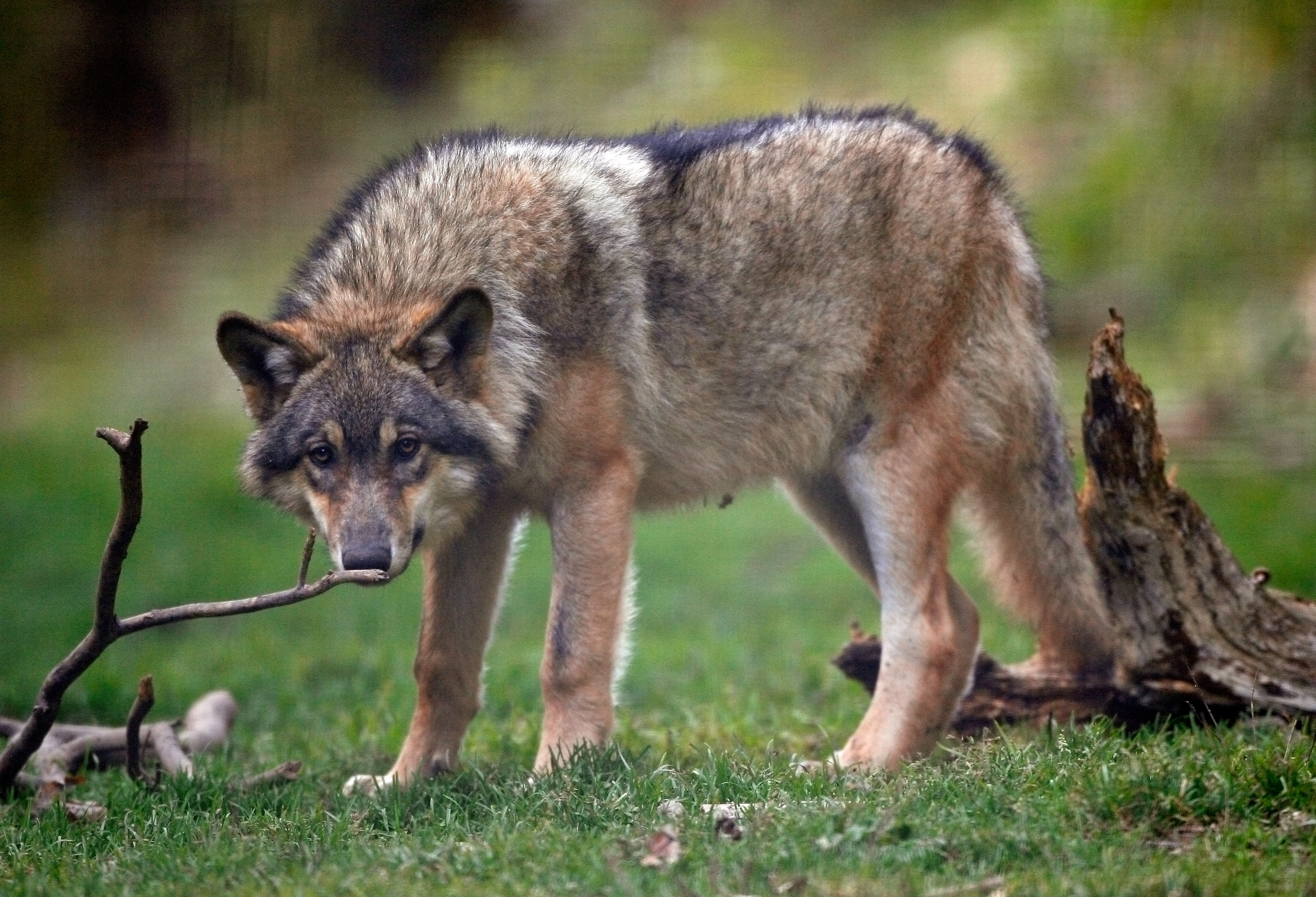 Are wolves a danger to humans? - Quora