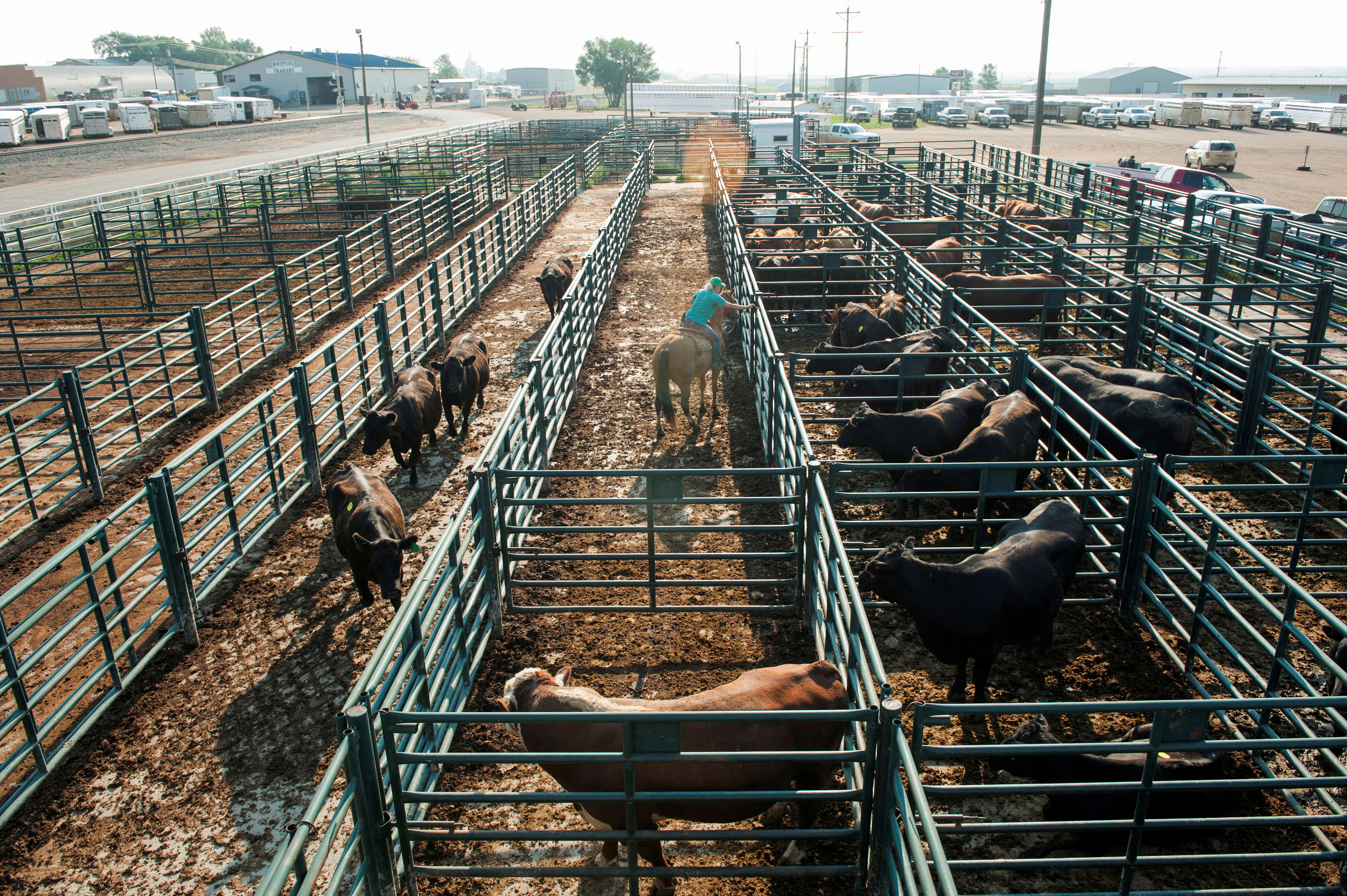 Cows are sorted into pens for a livestock auction in Dickinson