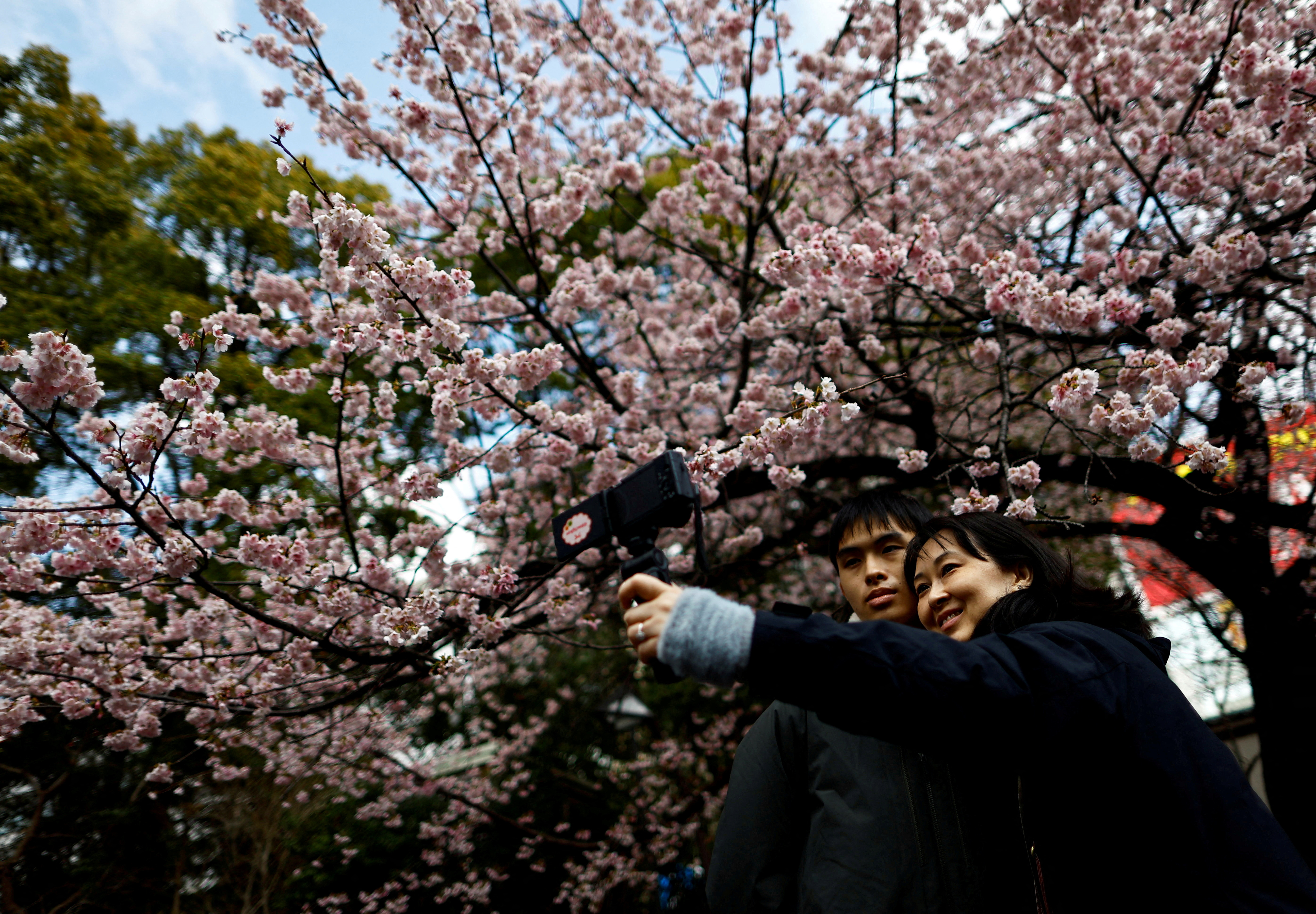 Visitors take selfie-photos under an early-flowering Ookanzakura cherry blossoms in full bloom  in Tokyo