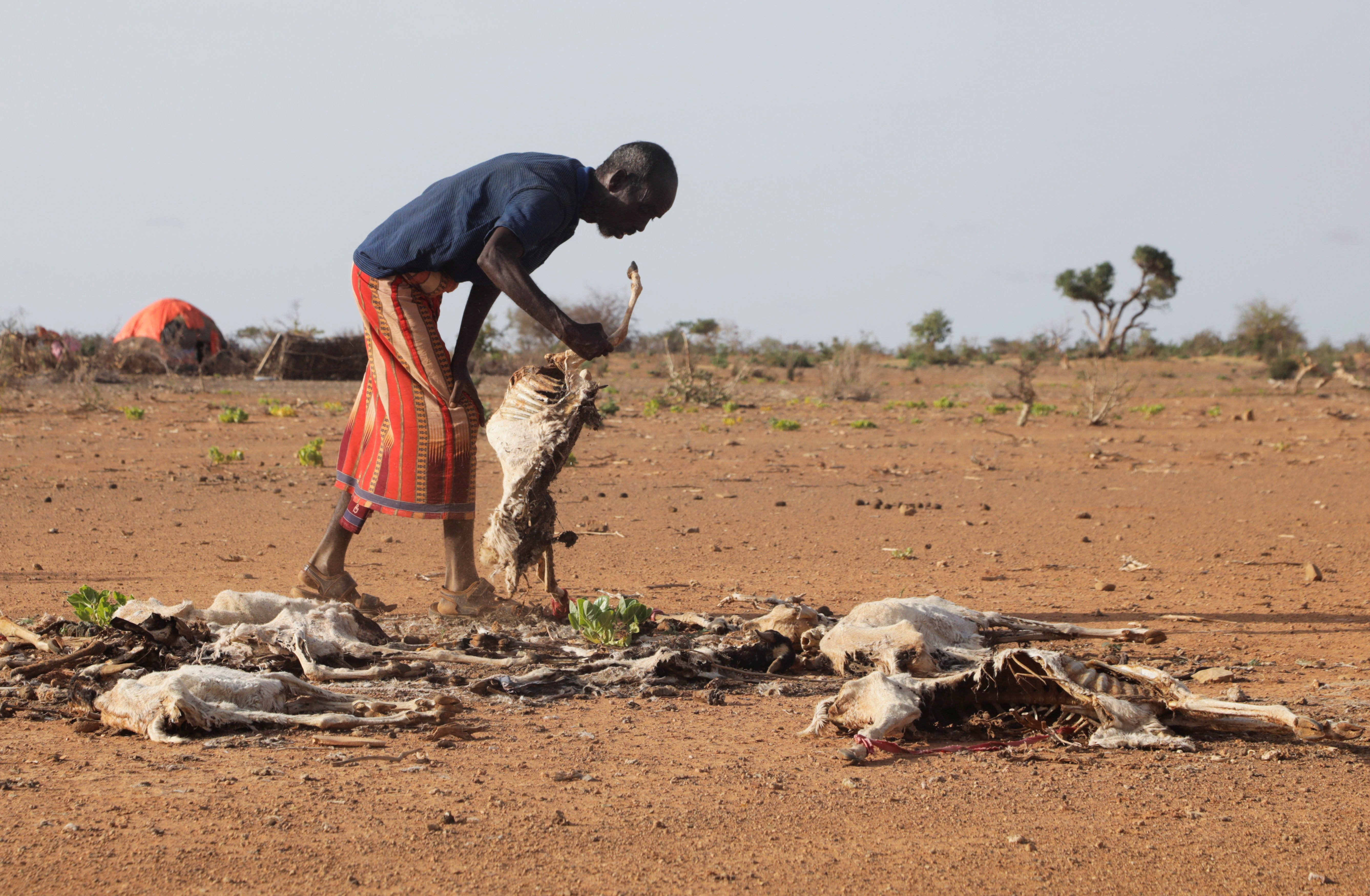 Dhicis Guray, an internally displaced Somali man attends to the carcass of his dead livestock following severe droughts near Dollow town of Gedo Region