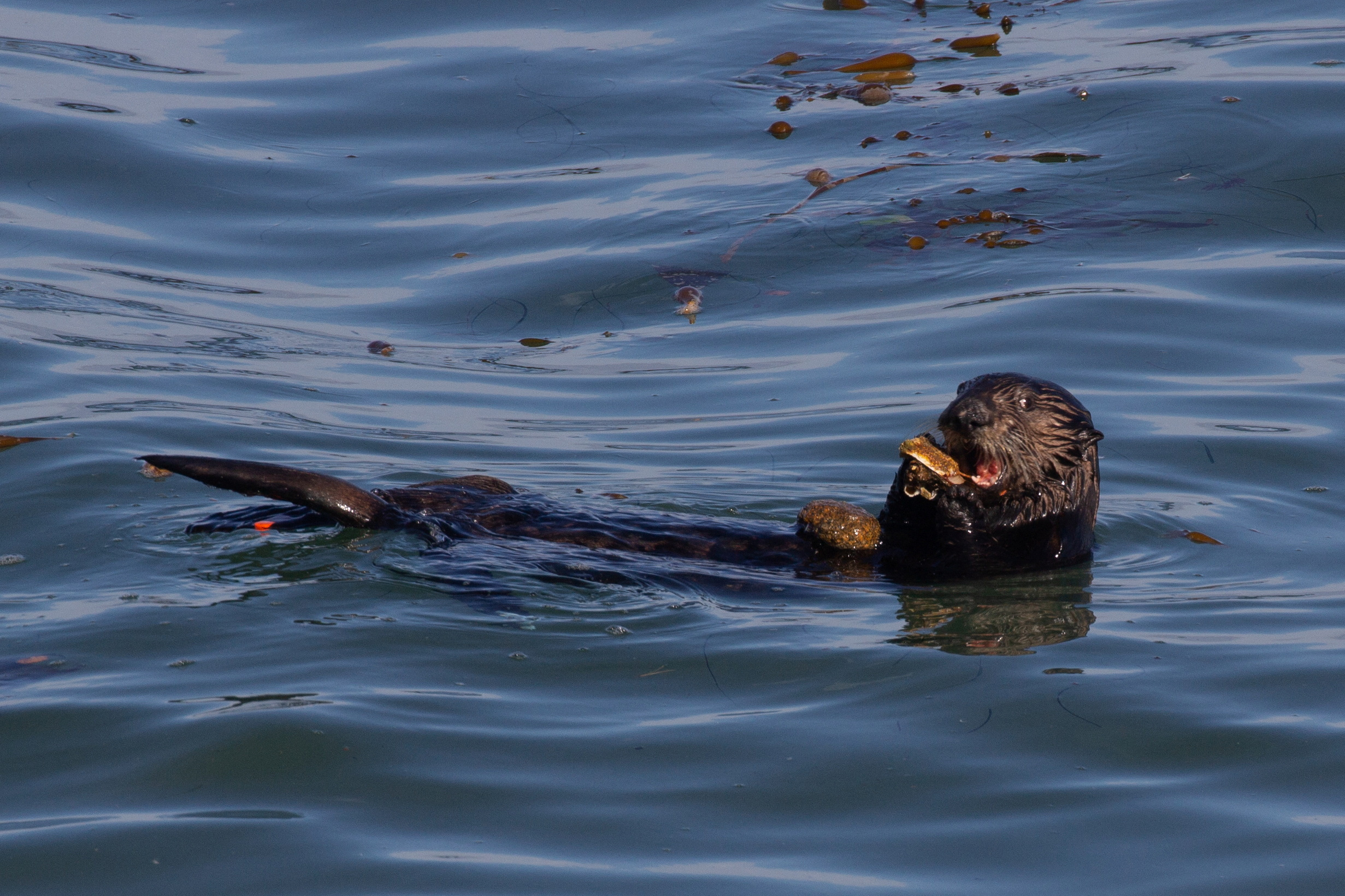 A southern sea otter uses a rock anvil to break open shells of prey, in the Pacific Ocean off the coast of California