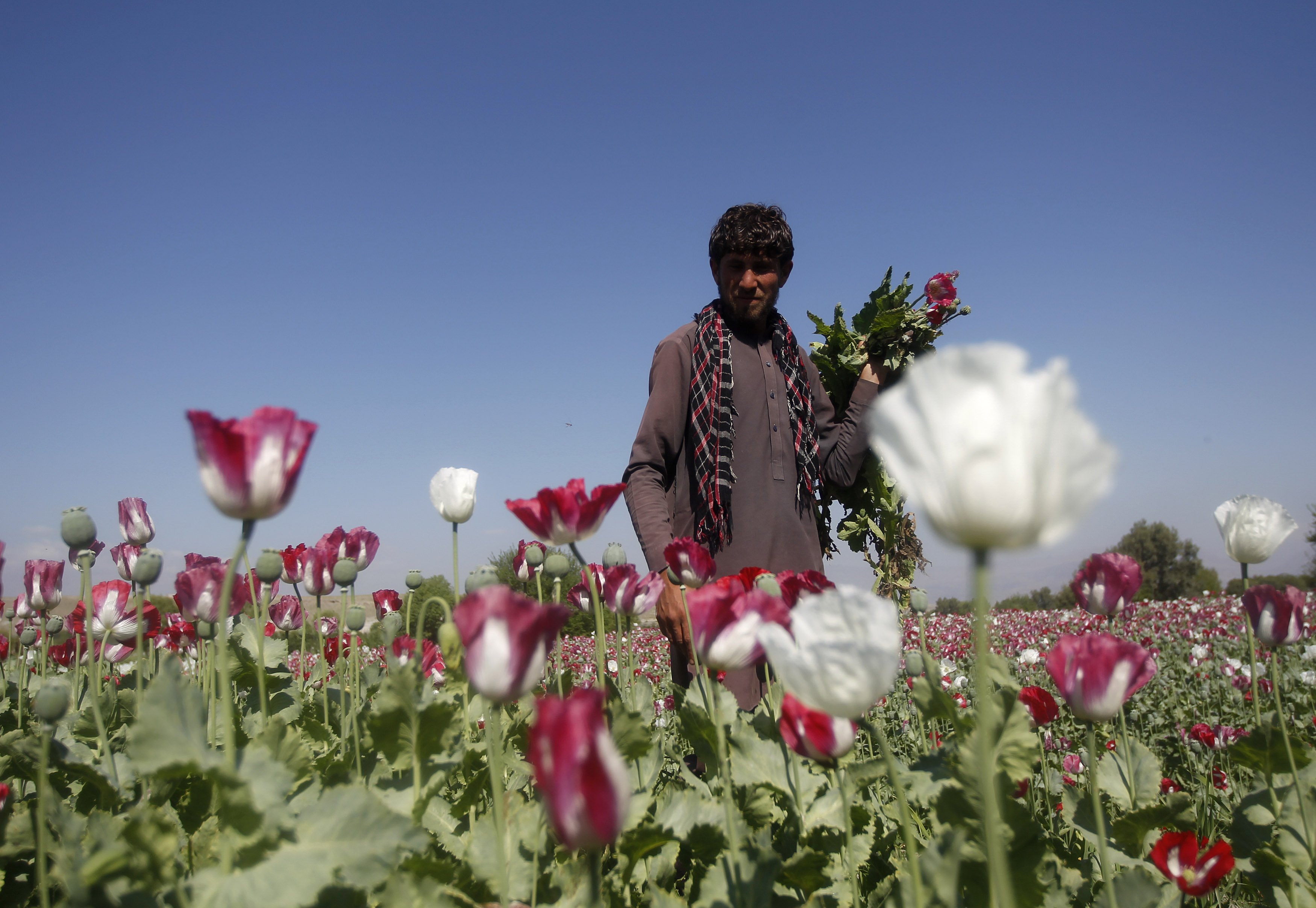 An Afghan man works on a poppy field in Jalalabad province