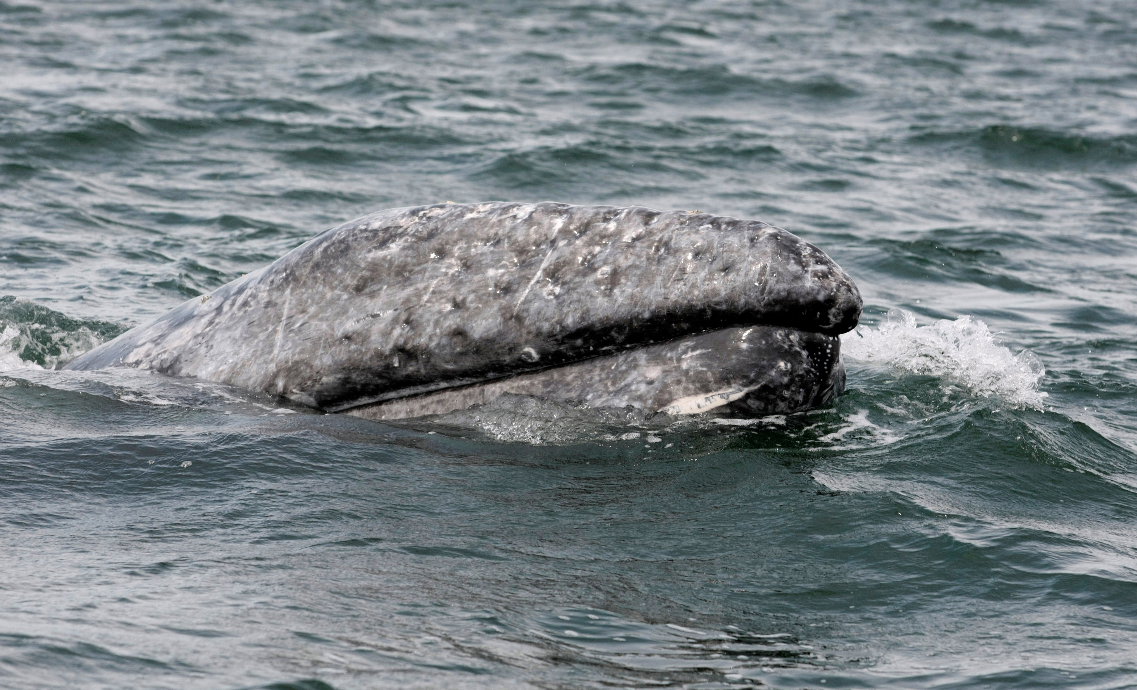 Hopeful signs for declining population of gray whales along West