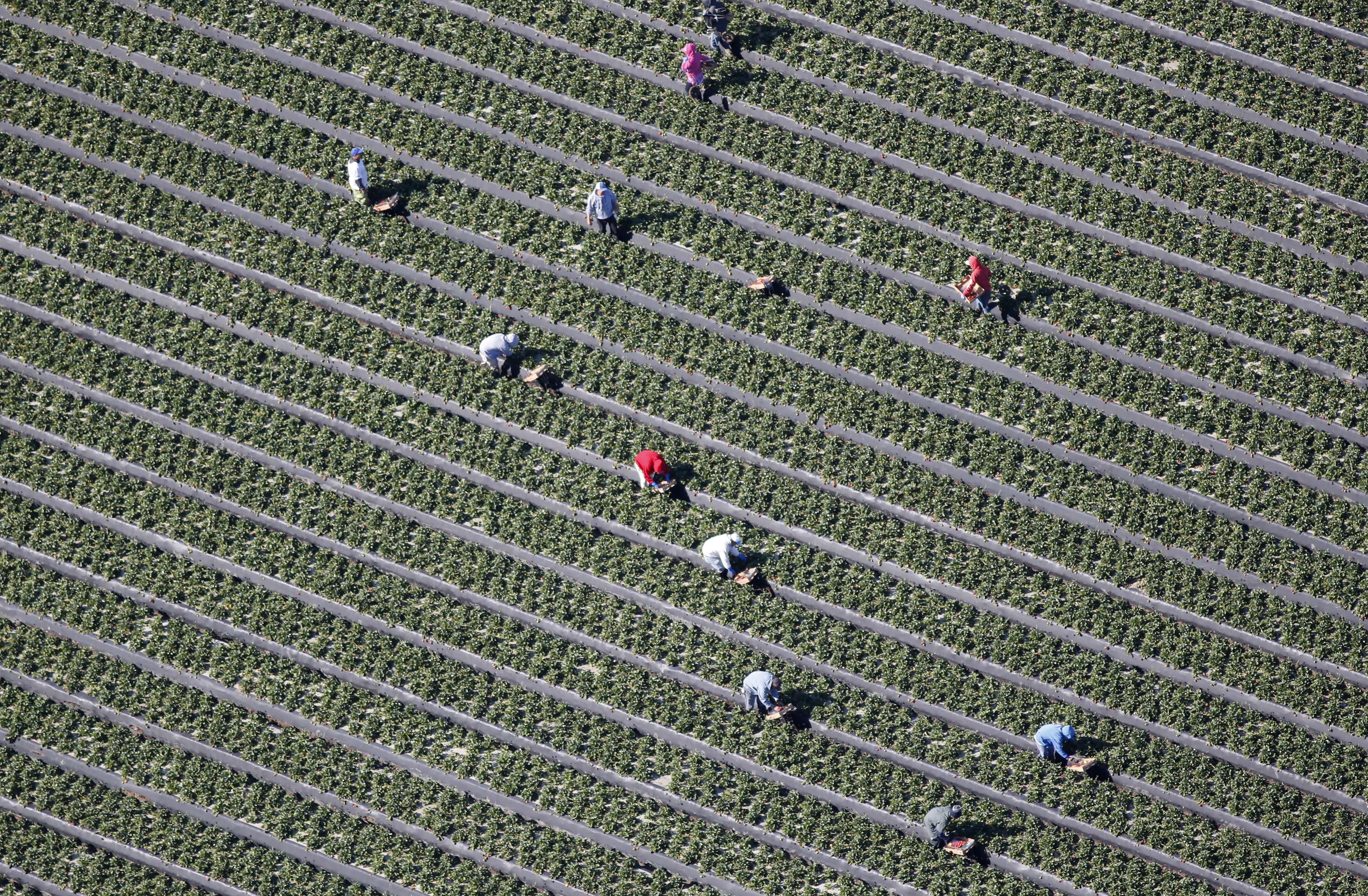 An aerial view shows field workers picking vegetables on a farm in Oxnard, California