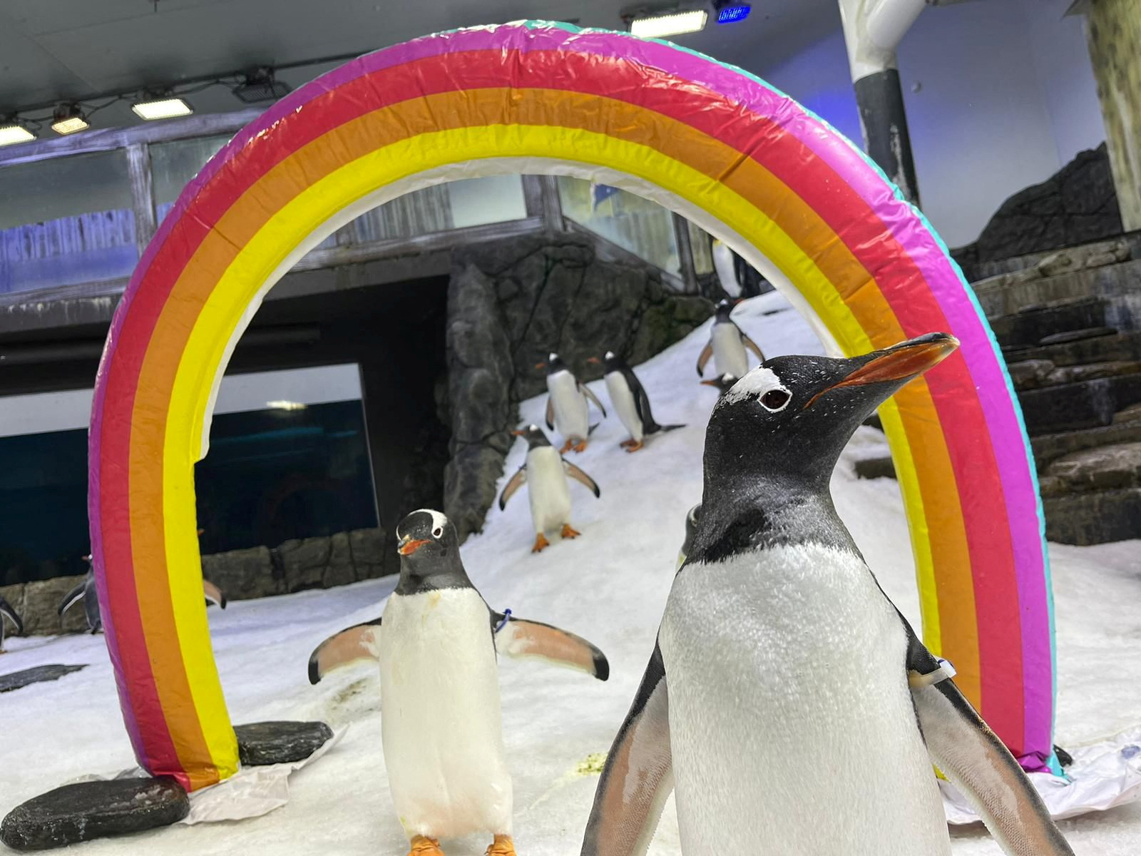 An undated handout photo shows gentoo penguins Sphen (R) and Magic, at Sea Life Sydney Aquarium