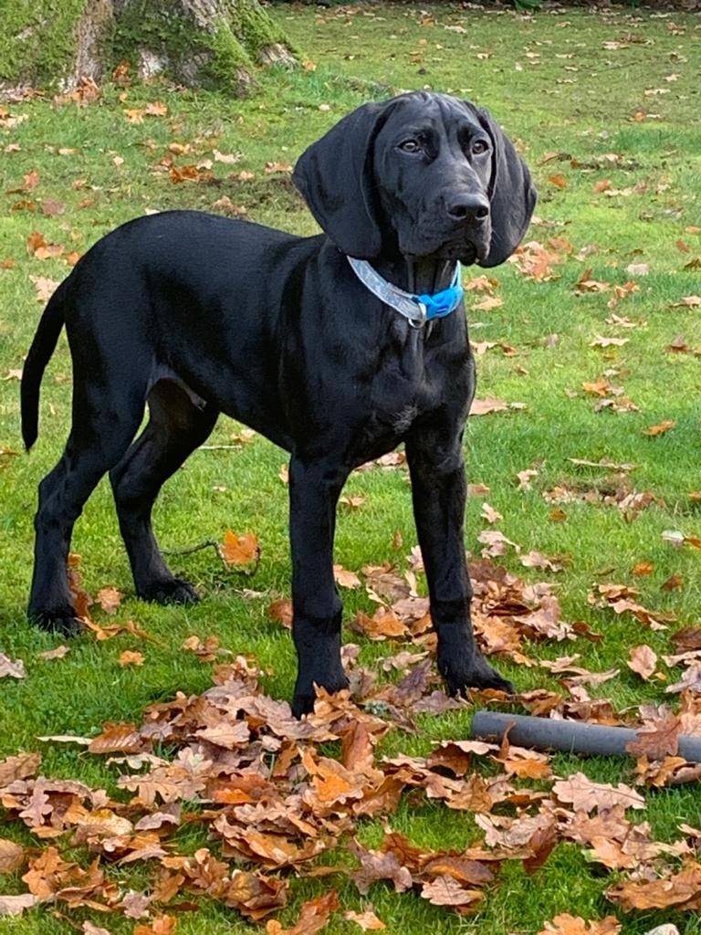 can a kars and a plott hound be friends