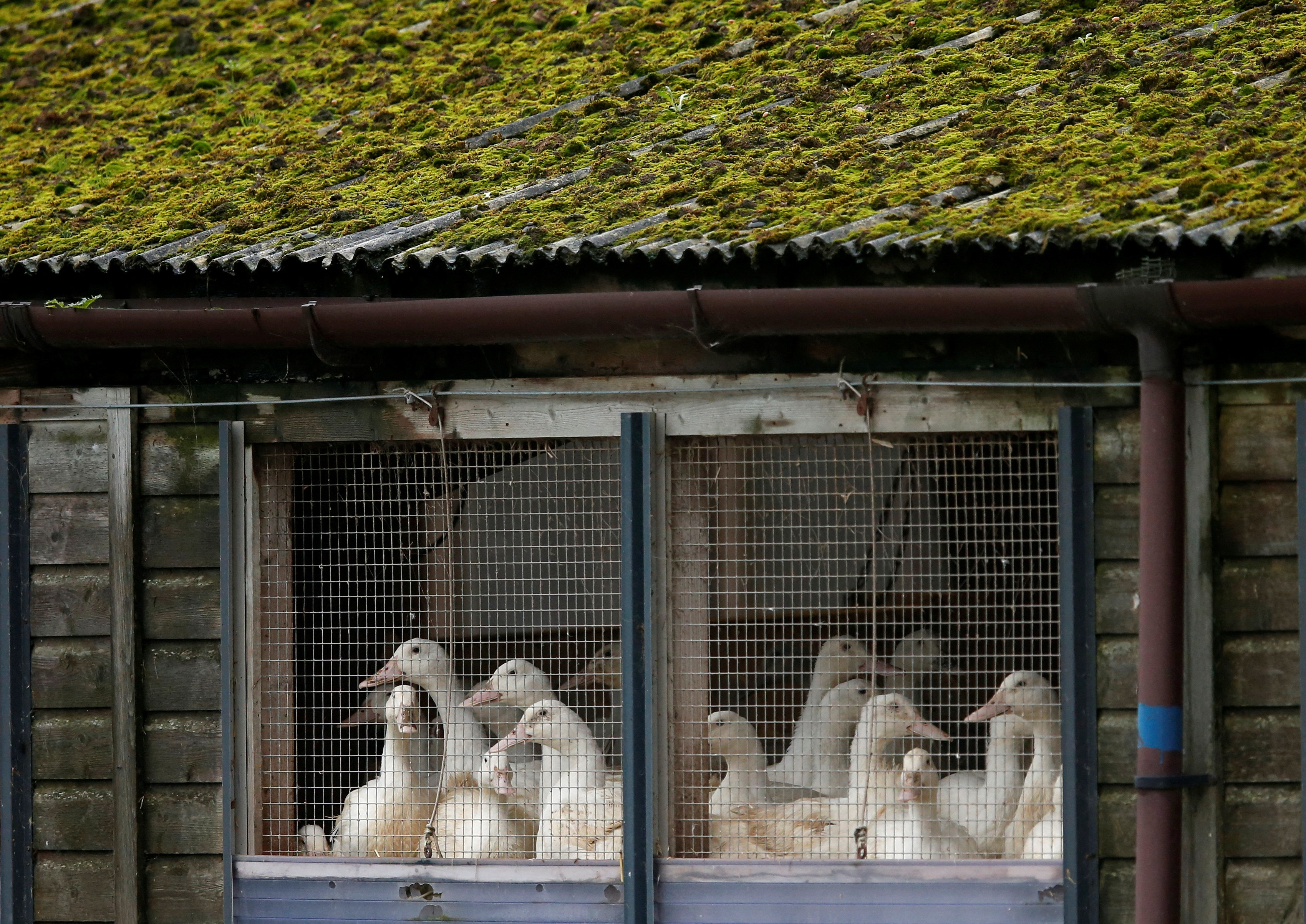 Ducks in cages are seen at a duck farm in Nafferton, Britain