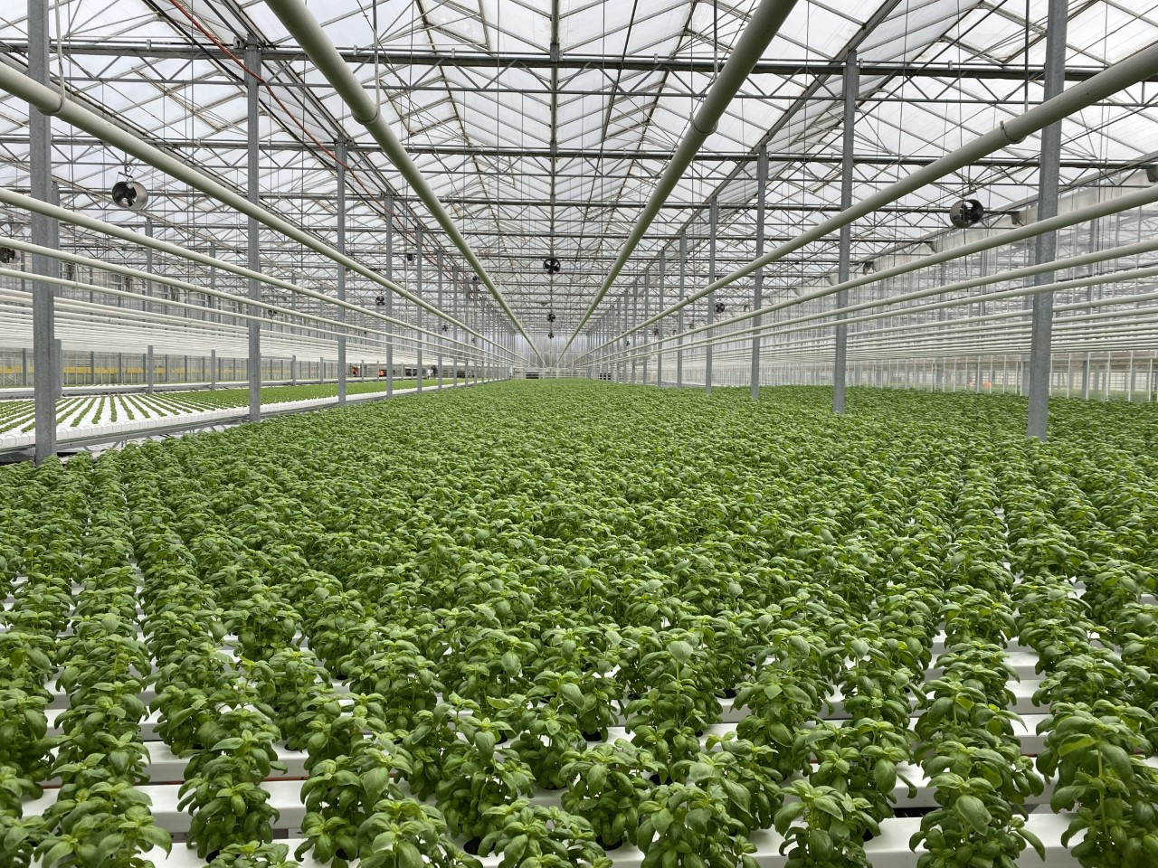 Hydroponic greenhouse powered by syngas
