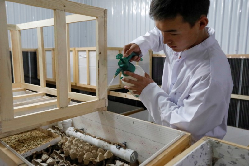 A view shows crickets at a farm launched by Kyrgyz entrepreneur Adyl Gaparov in Bishkek