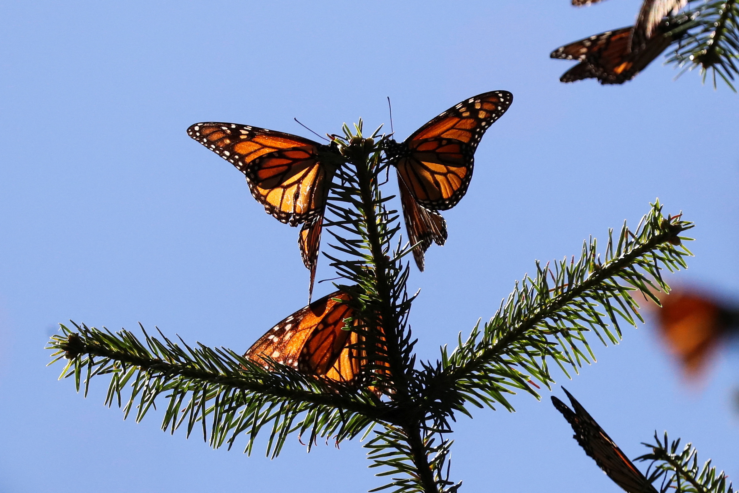 Monarch butterflies at Mexico's Sierra Chincua butterfly sanctuary