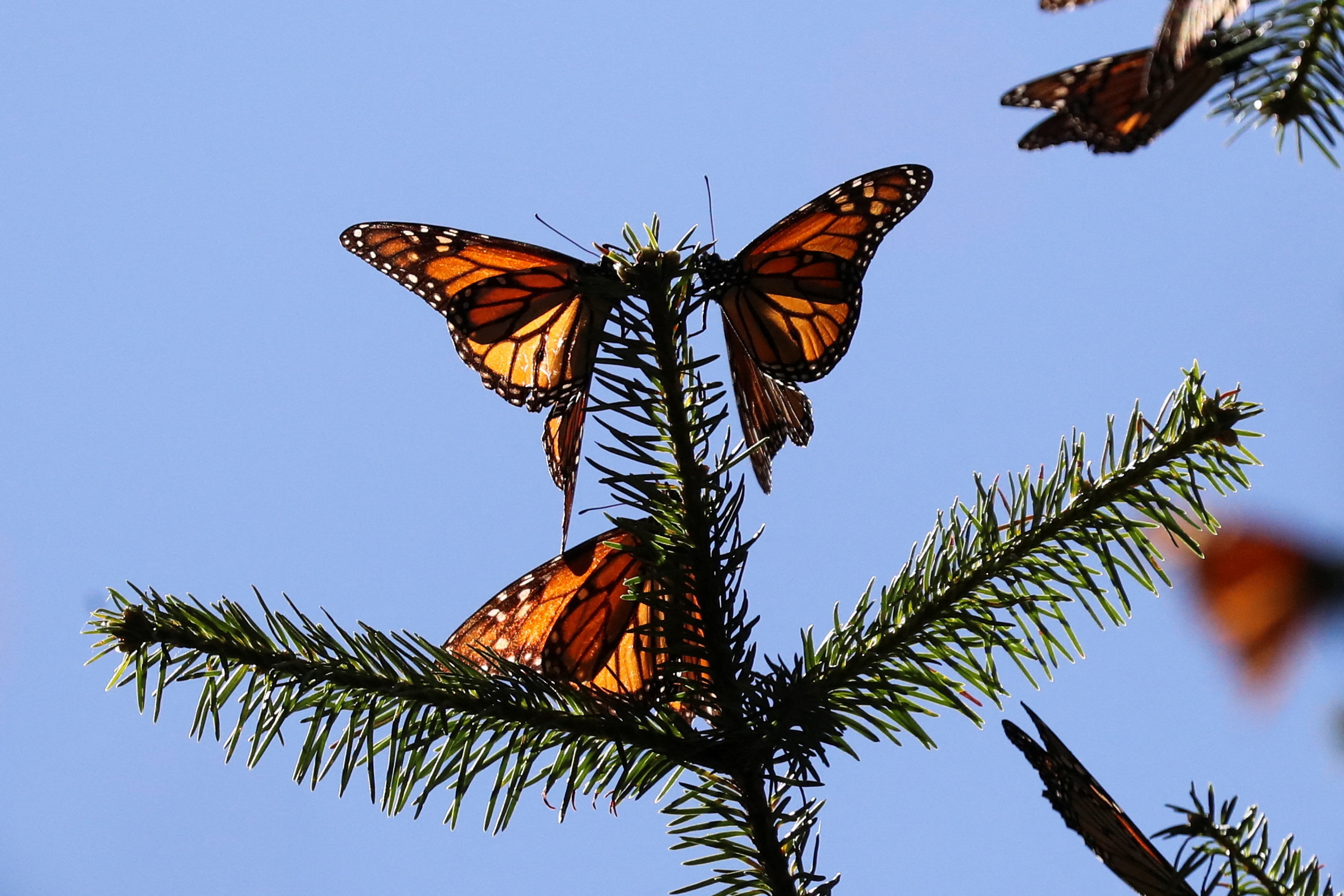 Are Monarch Butterflies Endangered In Nz