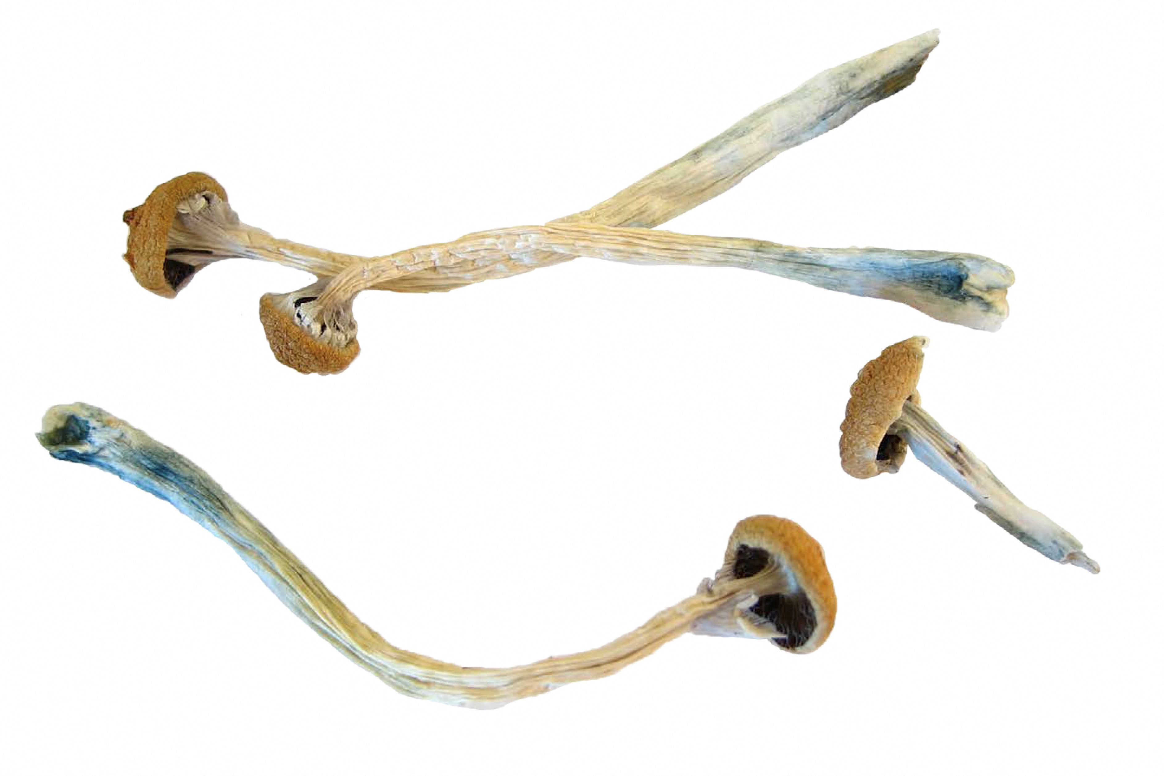 Psilocybin or "magic mushrooms" are seen in an undated photo provided by the DEA