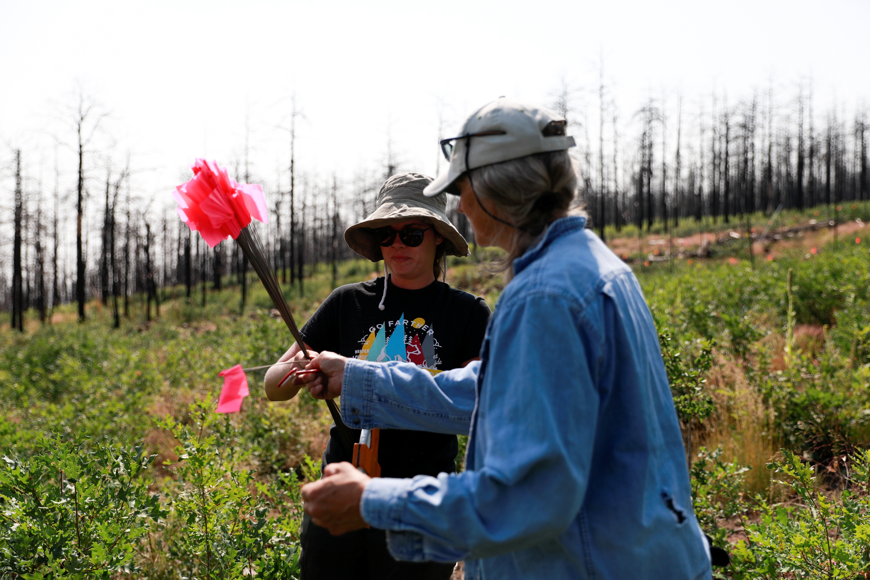 As fires devastate U.S. forests, researchers work to grow super-resilient saplings