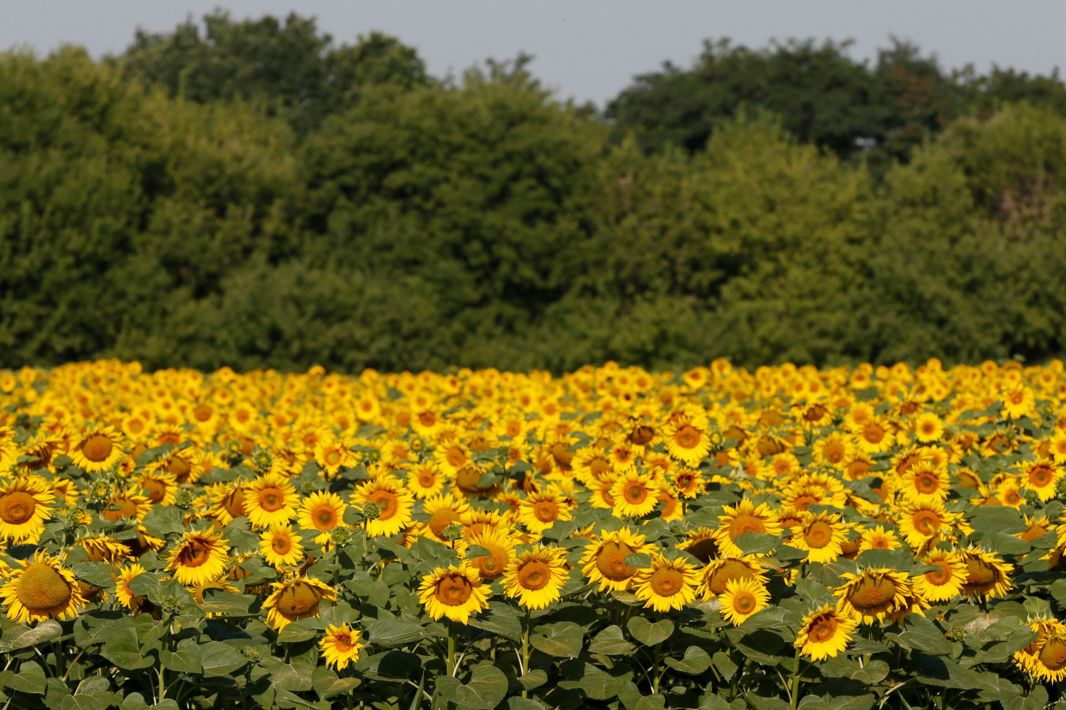 Sunflowers are seen on field in Kiev region