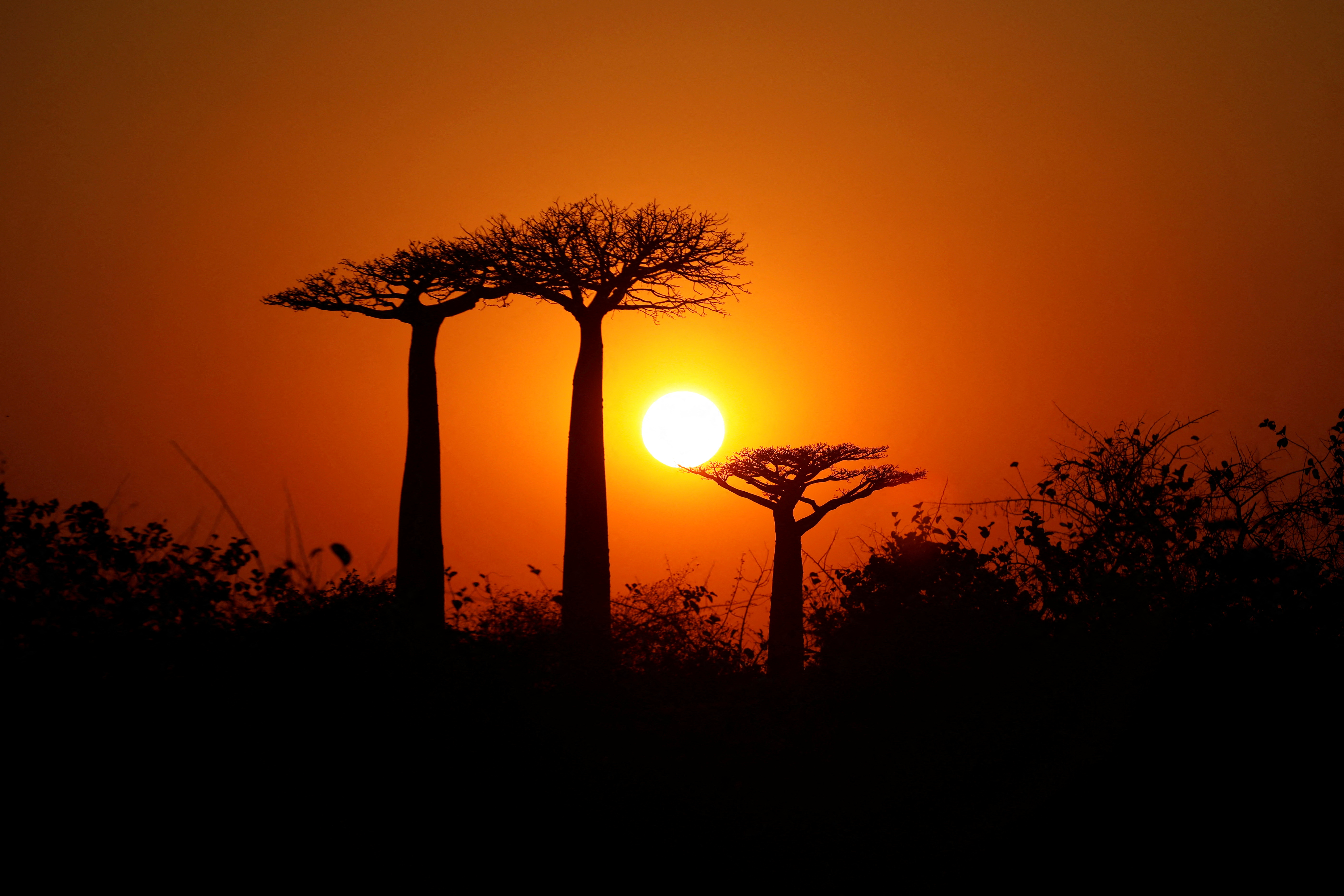The sun rises behind Baobab trees at Baobab alley near the city of Morondava