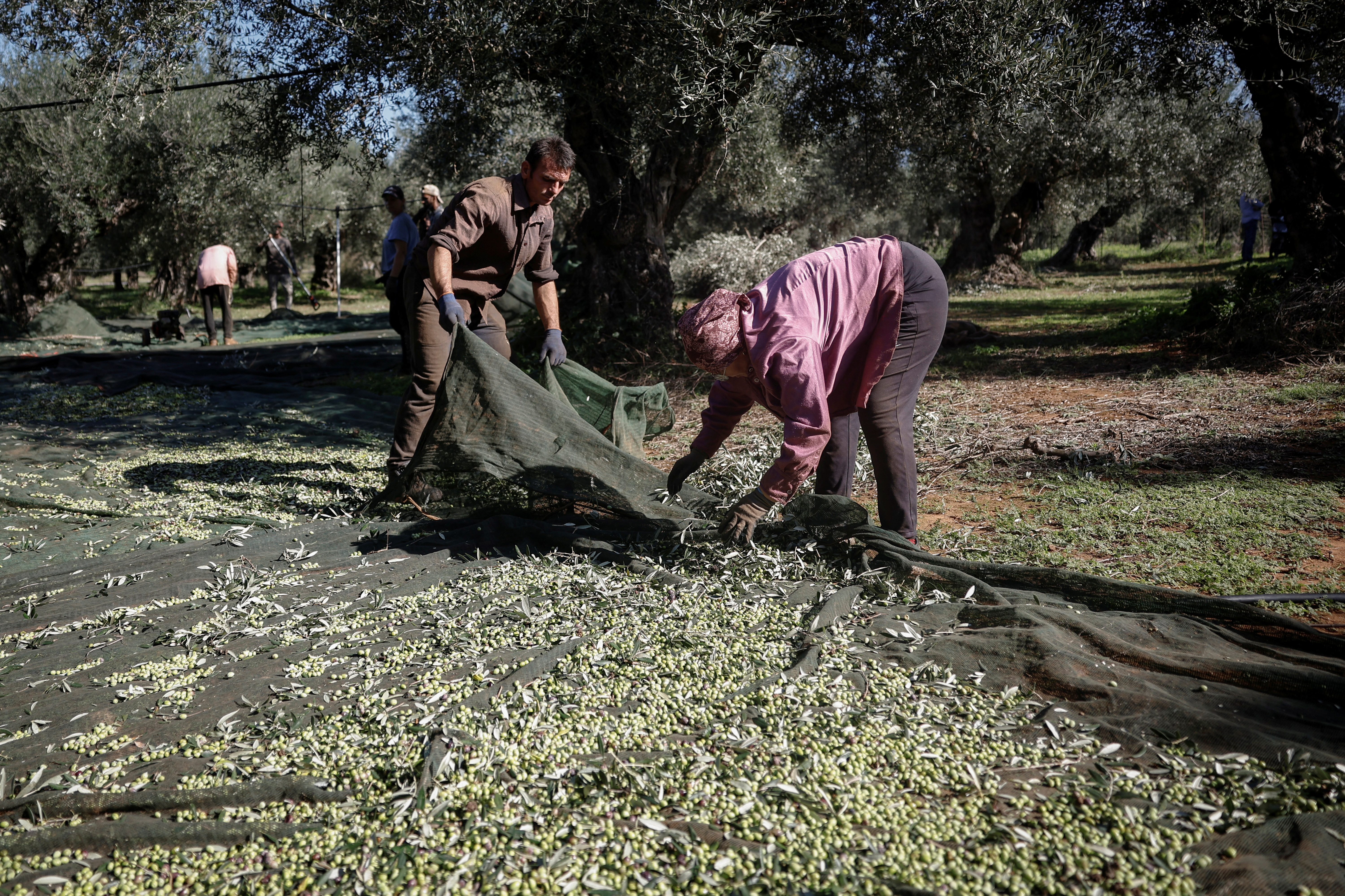 Greek olive growers brace themselves as thieves lurk for pricey crop