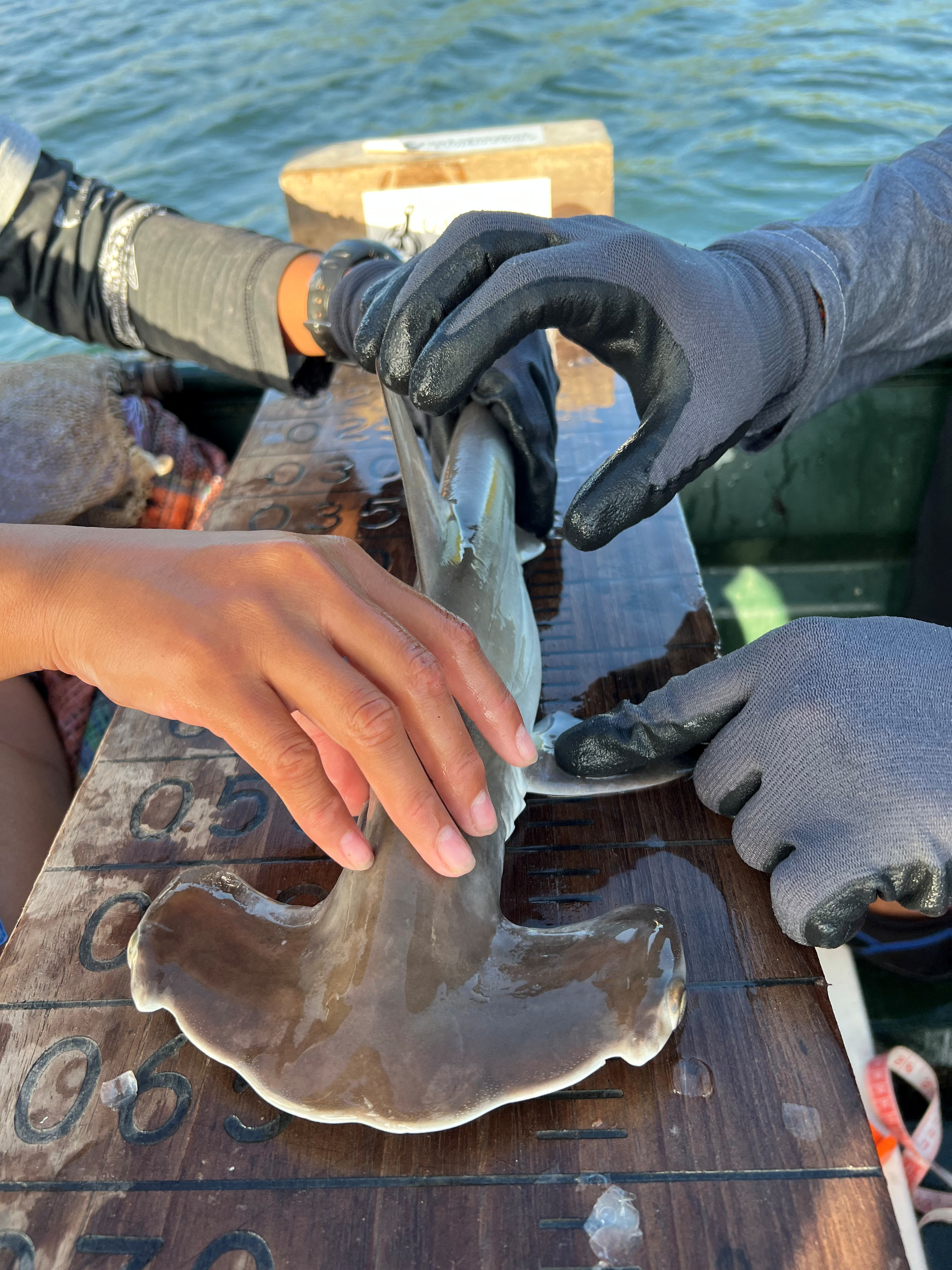 Scientists Discover a Likely Hammerhead Shark Nursery
