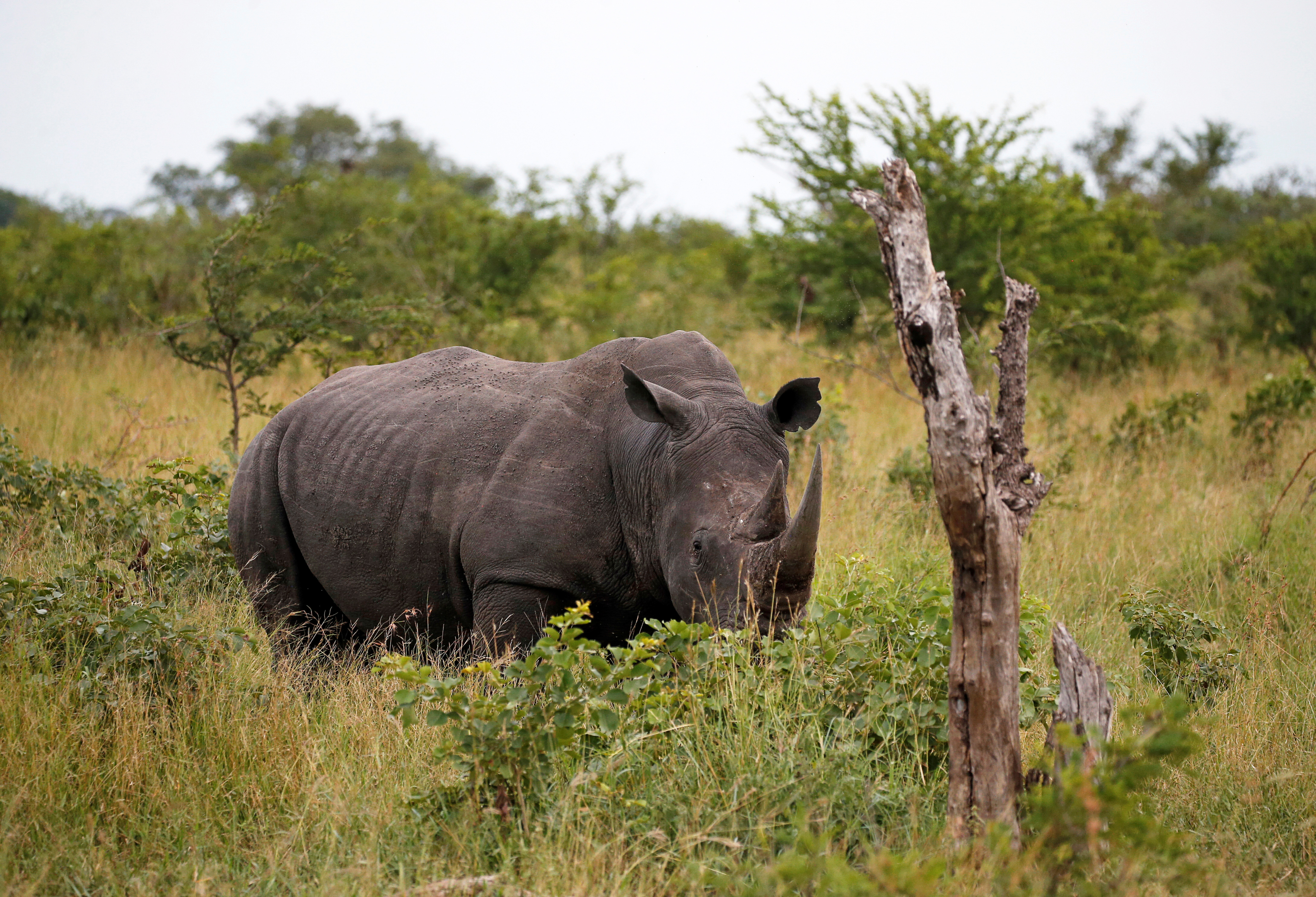 A Rhino is seen at a game reserve adjacent to the world-renowned Kruger National Park in Mpumalanga province