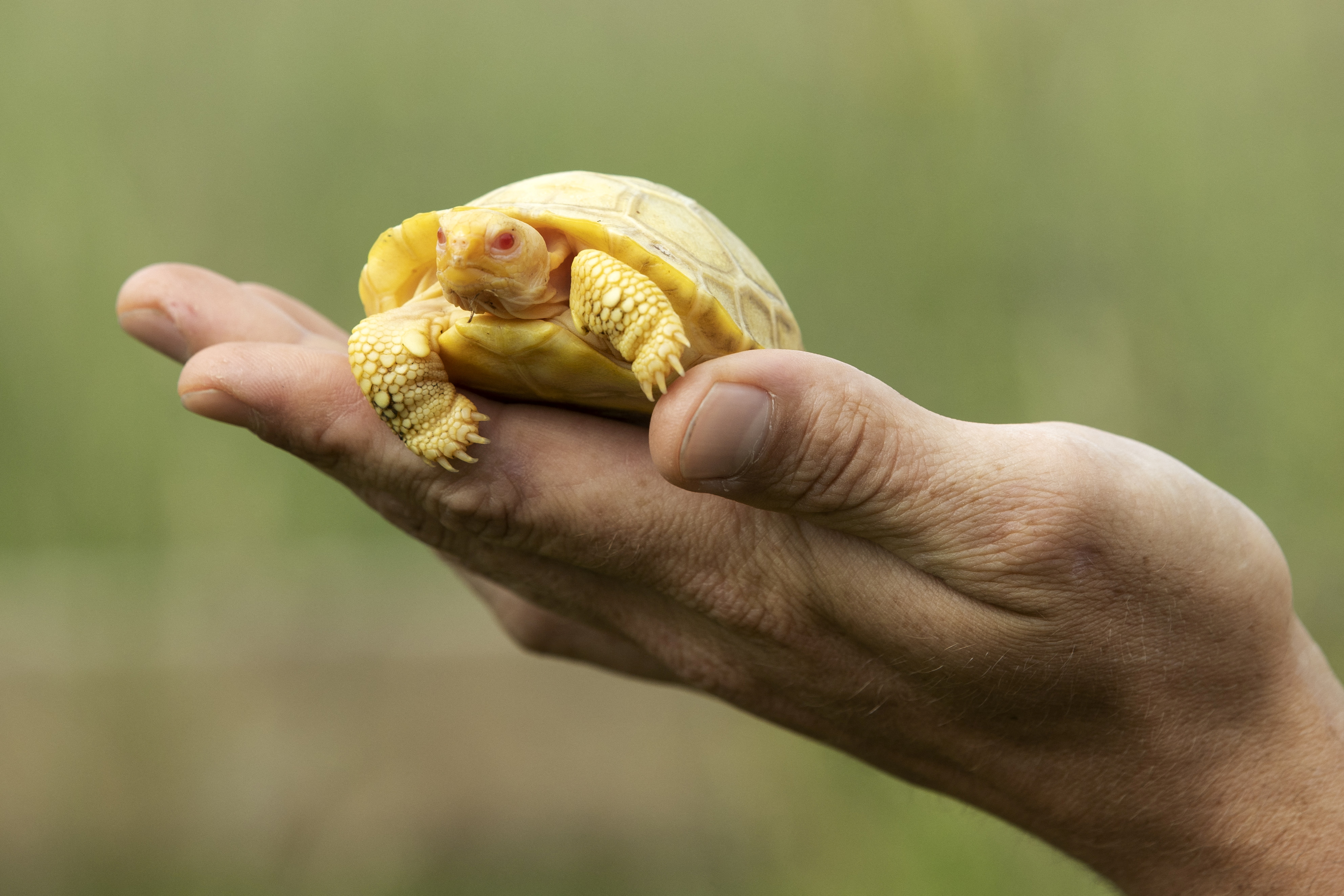Thomas Morel of the Tropiquarium holds an albino baby Galapagos tortoise in Servion