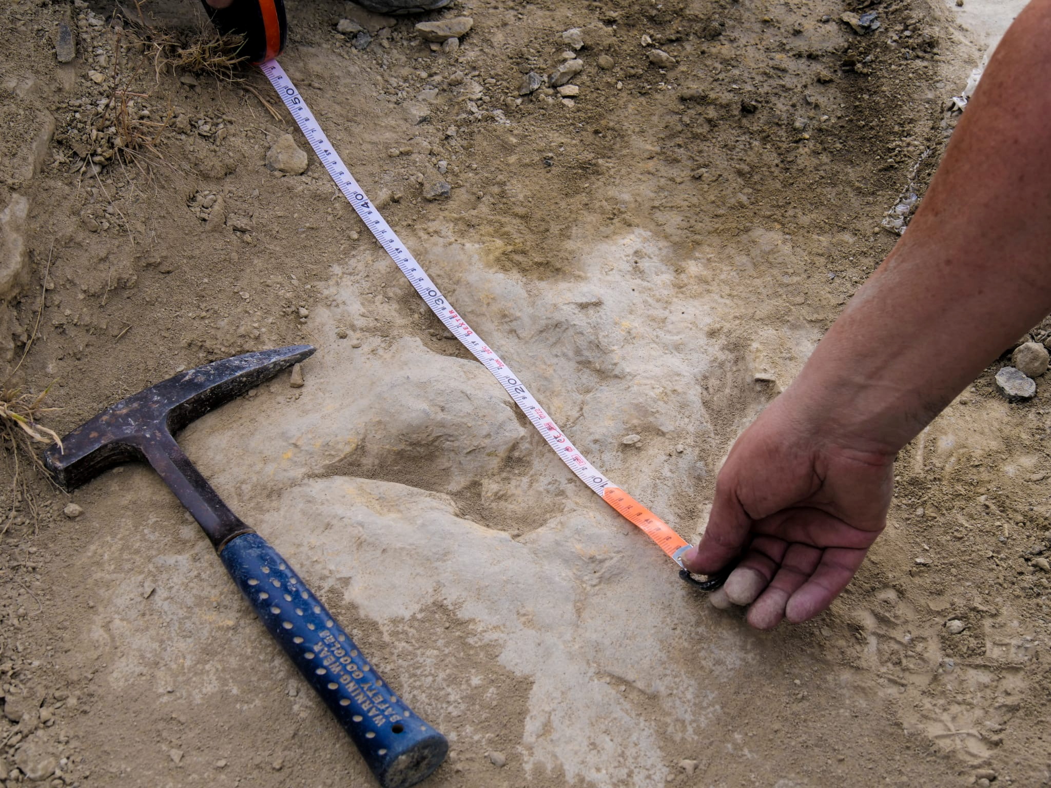 Researchers measure a fossilized dinosaur footprint made about 120 million years ago