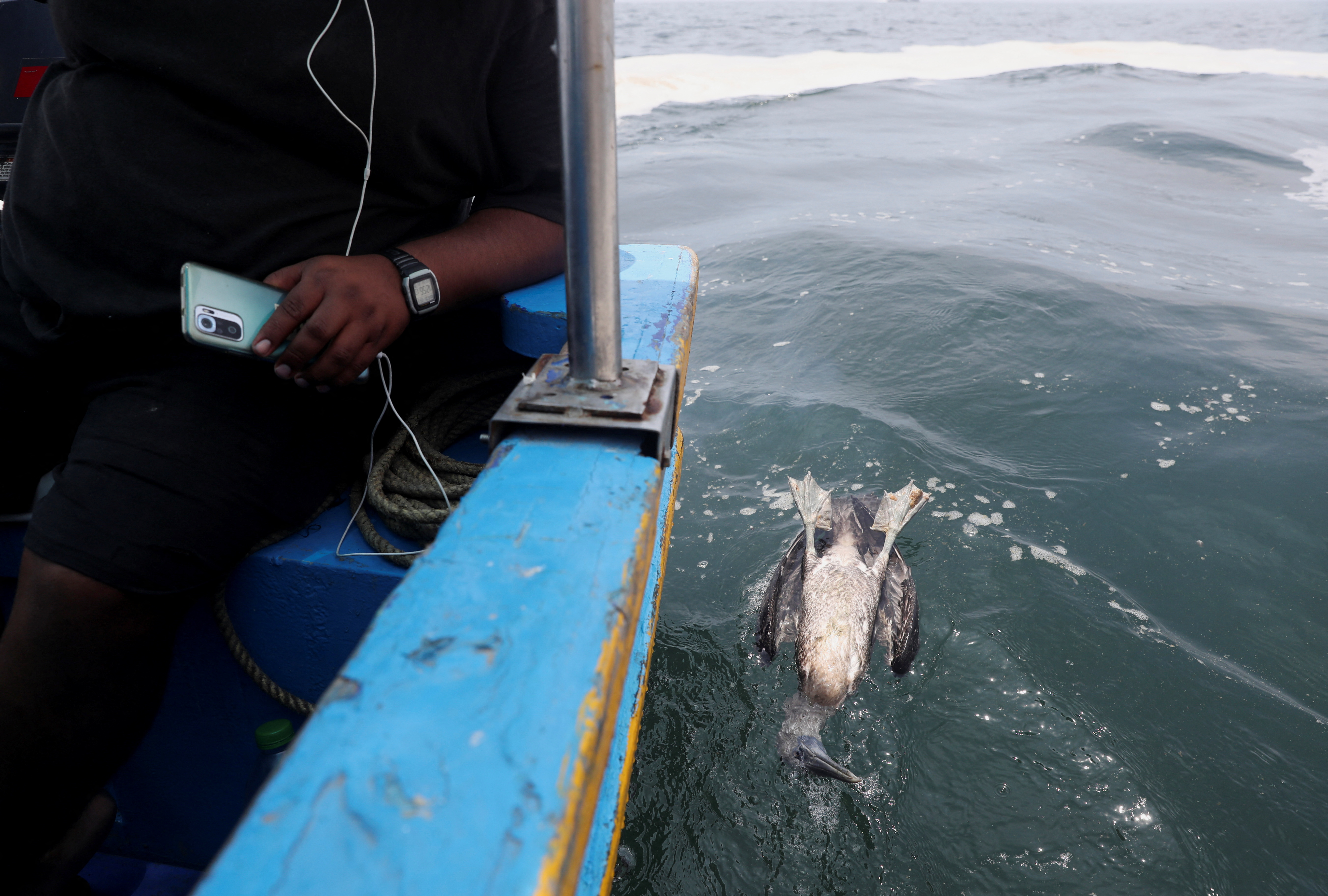 Calif. wildlife team rescues penguins from Peru oil spill