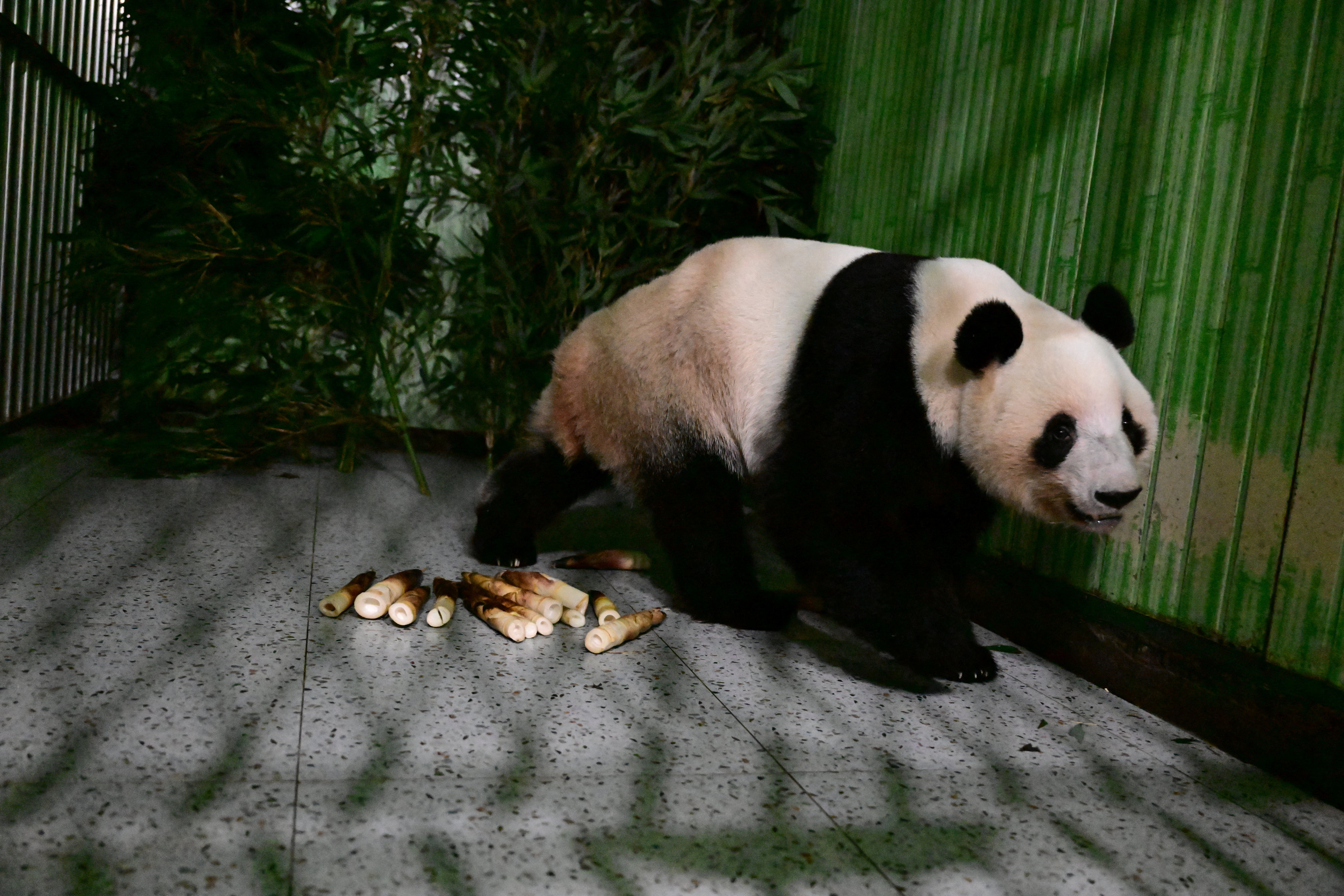 Japan-born pandas Xiao Xiao and Lei Lei arrive in China as