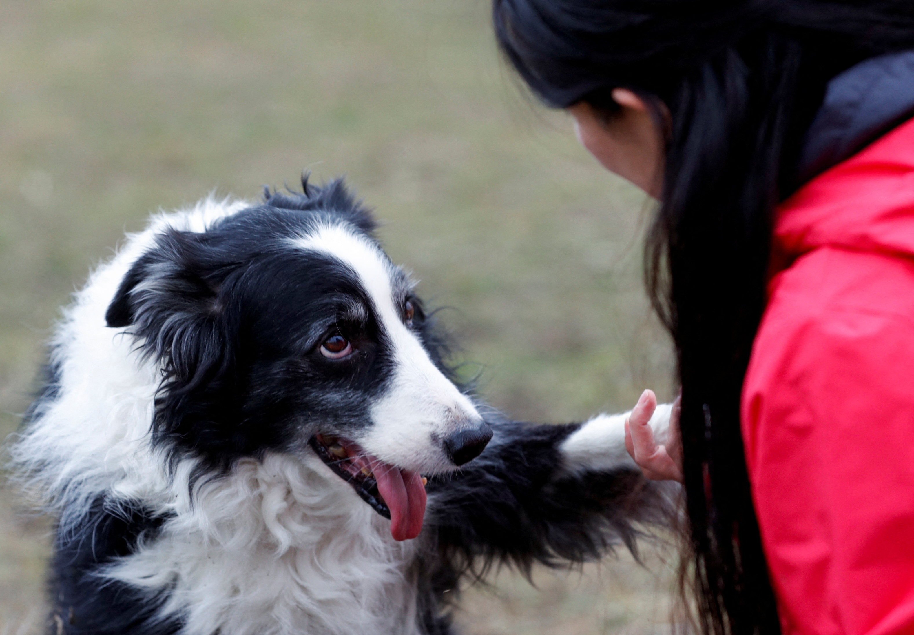 Kun-kun, an 8-year-old Border Collie, looks at his owner, postdoctoral researcher Laura V. Cuaya, at the Ethology Department of the Eotvos Lorand University in Budapest, Hungary, January 5, 2022. REUTERS/Bernadett Szabo