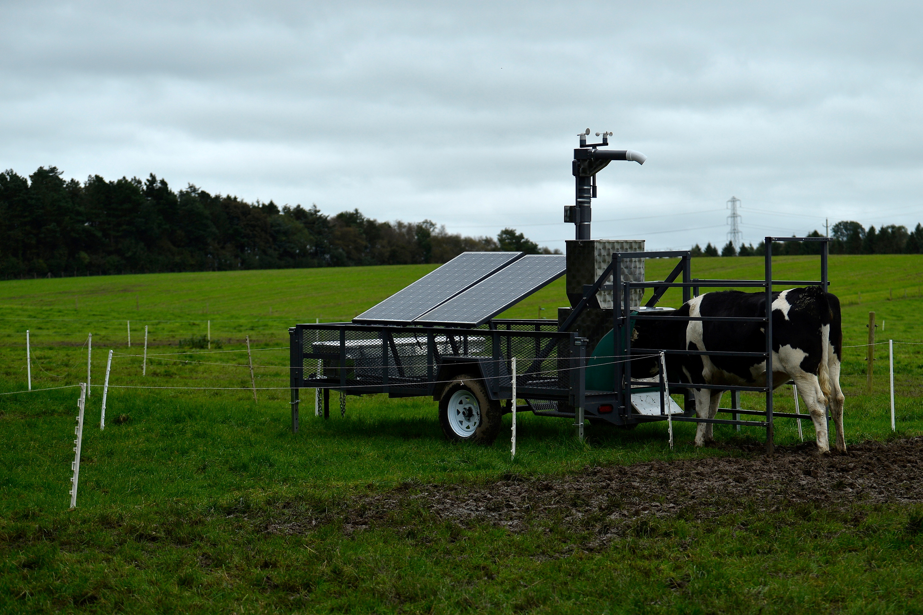 Dairy cattle that are participating in a trial of being fed seaweed to offset methane emissions gather around the solar powered methane measuring machine at the AFBI (Agri-Food and Biosciences Institute) research farm in Hillsborough, Northern Ireland, October 7, 2021.   REUTERS/Clodagh Kilcoyne 