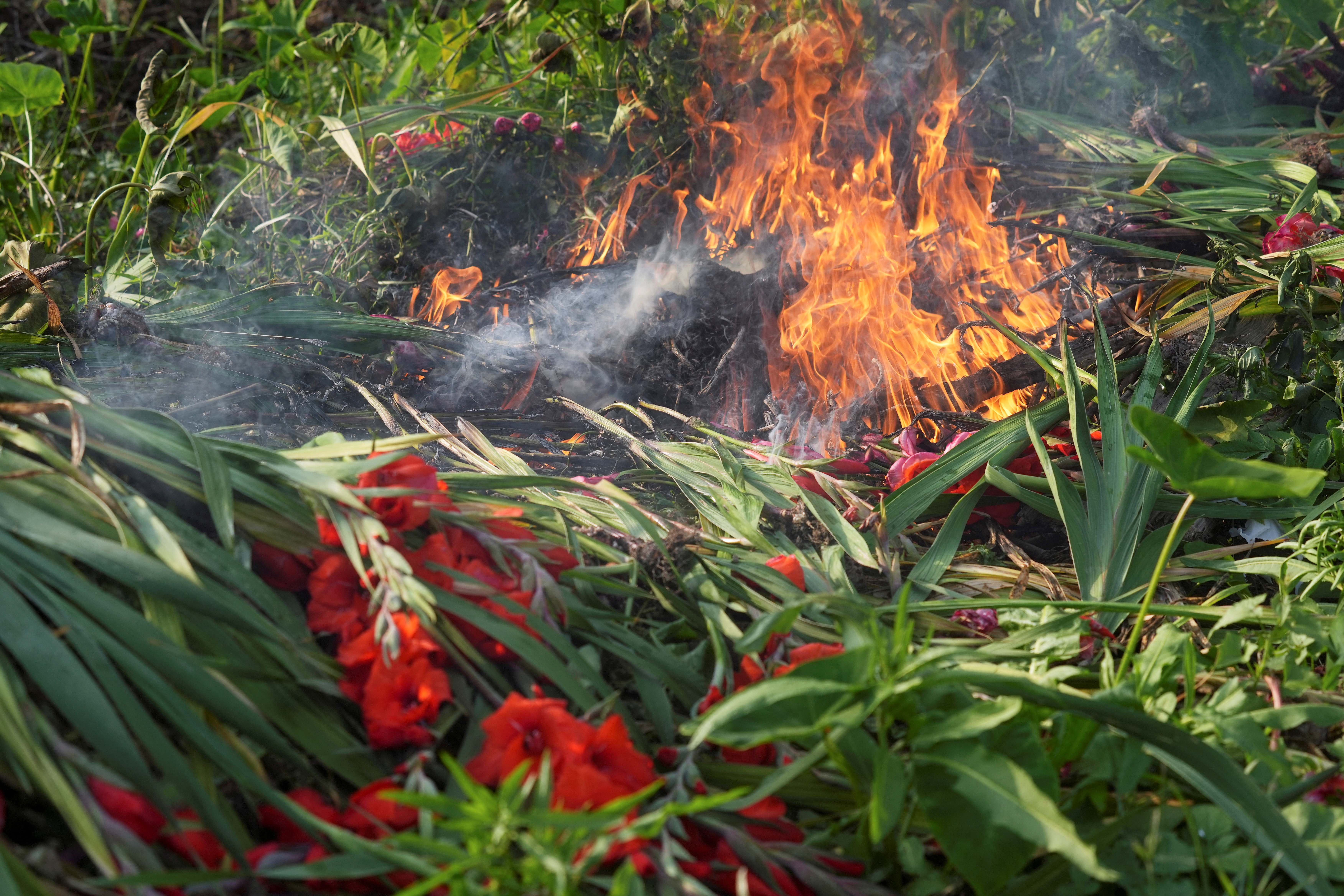Flowers burn at farmer Leung Yat-shen's farm in Hong Kong