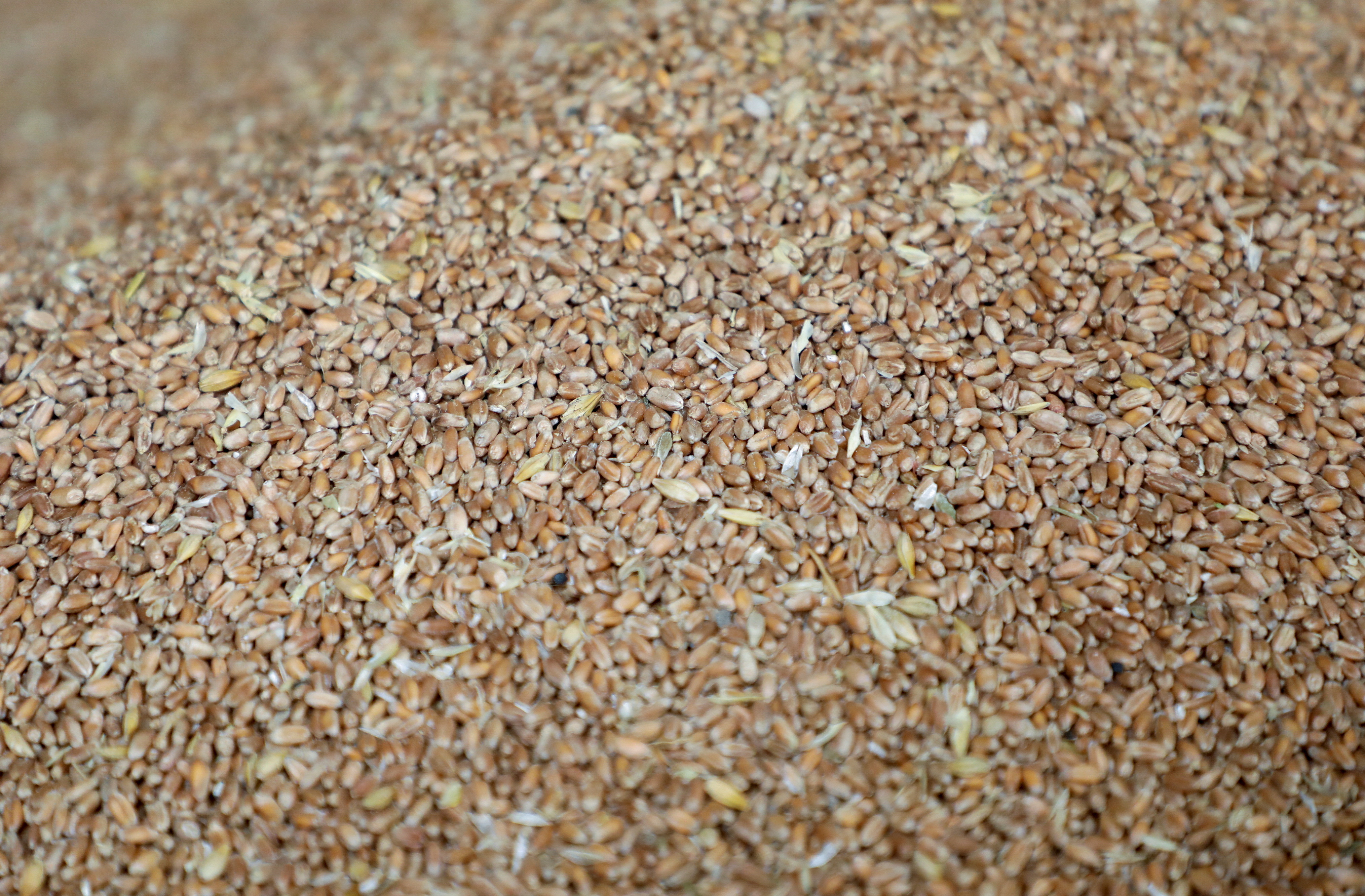 Grains of wheat pictured at a mill in Beirut