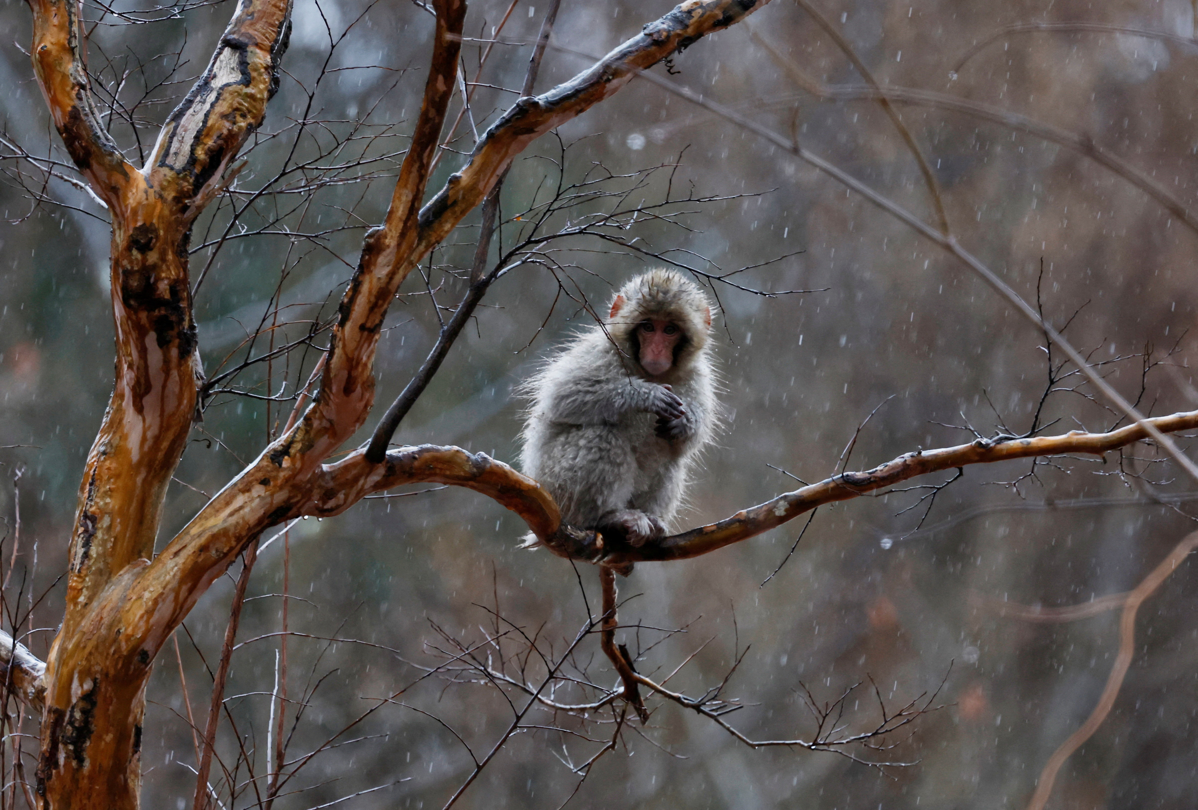Punch the Japanese snow monkey captures hearts while kin face