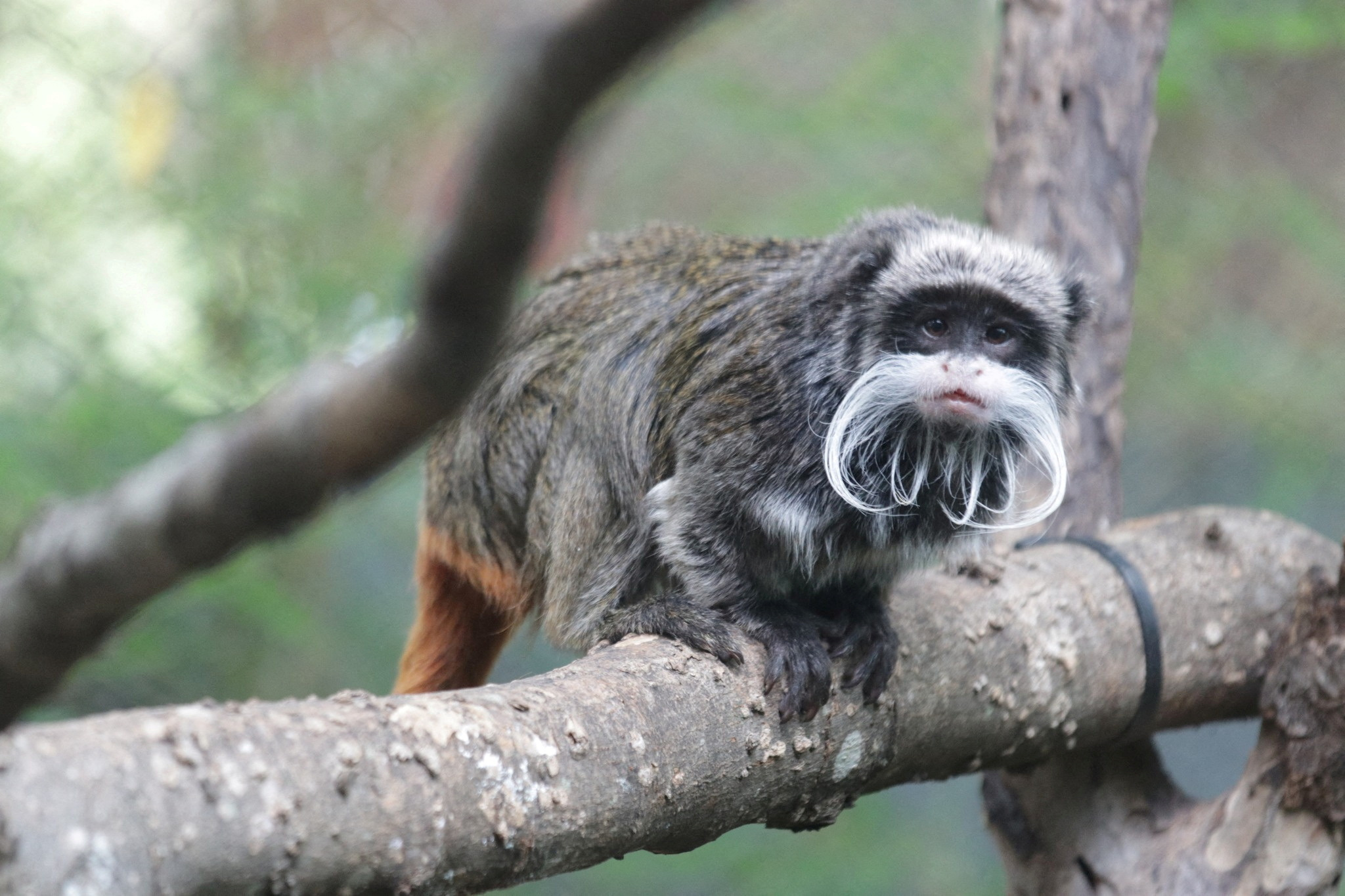 An emperor tamarin monkey is seen perched on a branch