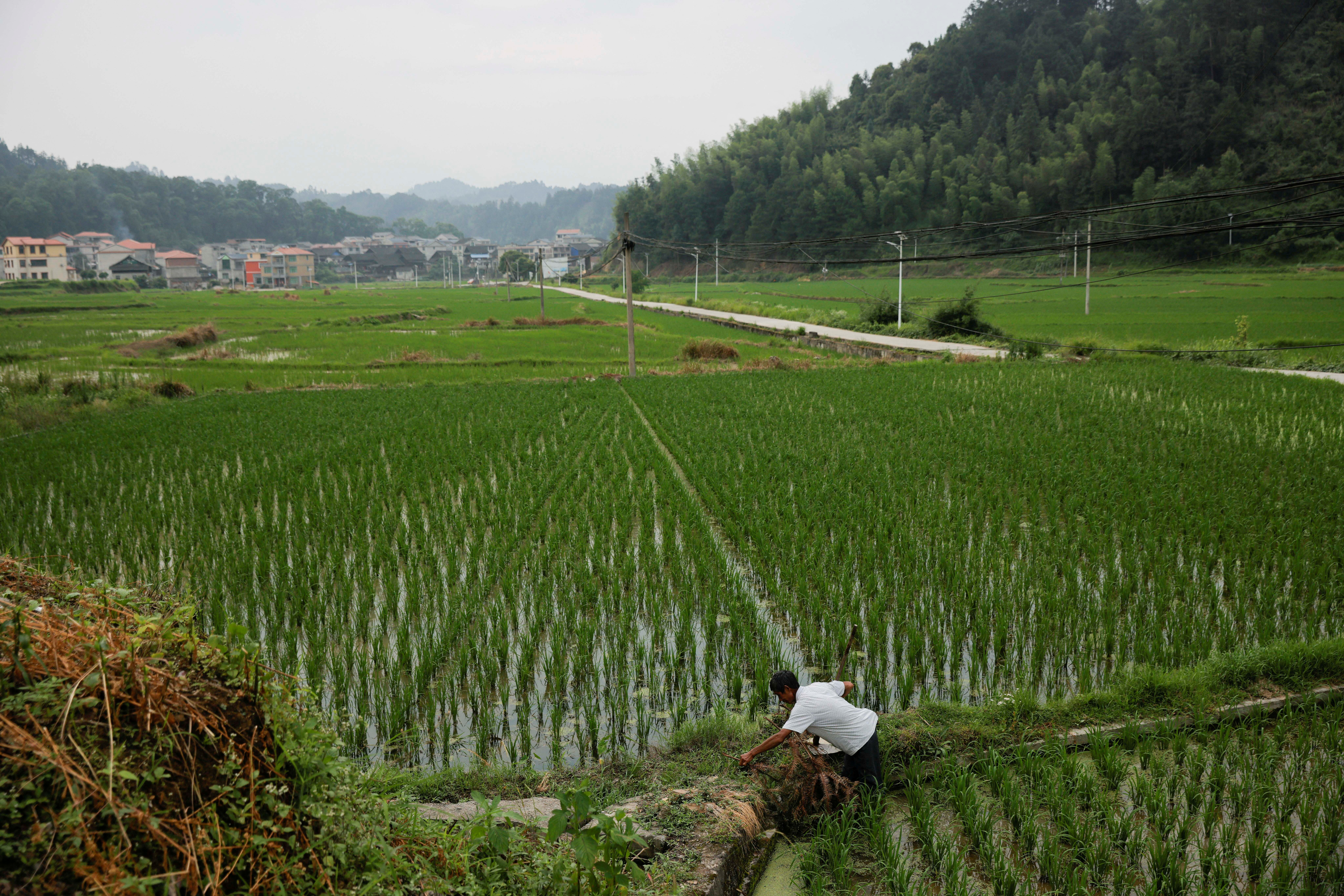 A farmer tends to his rice field the village of Yangchao in Liping County