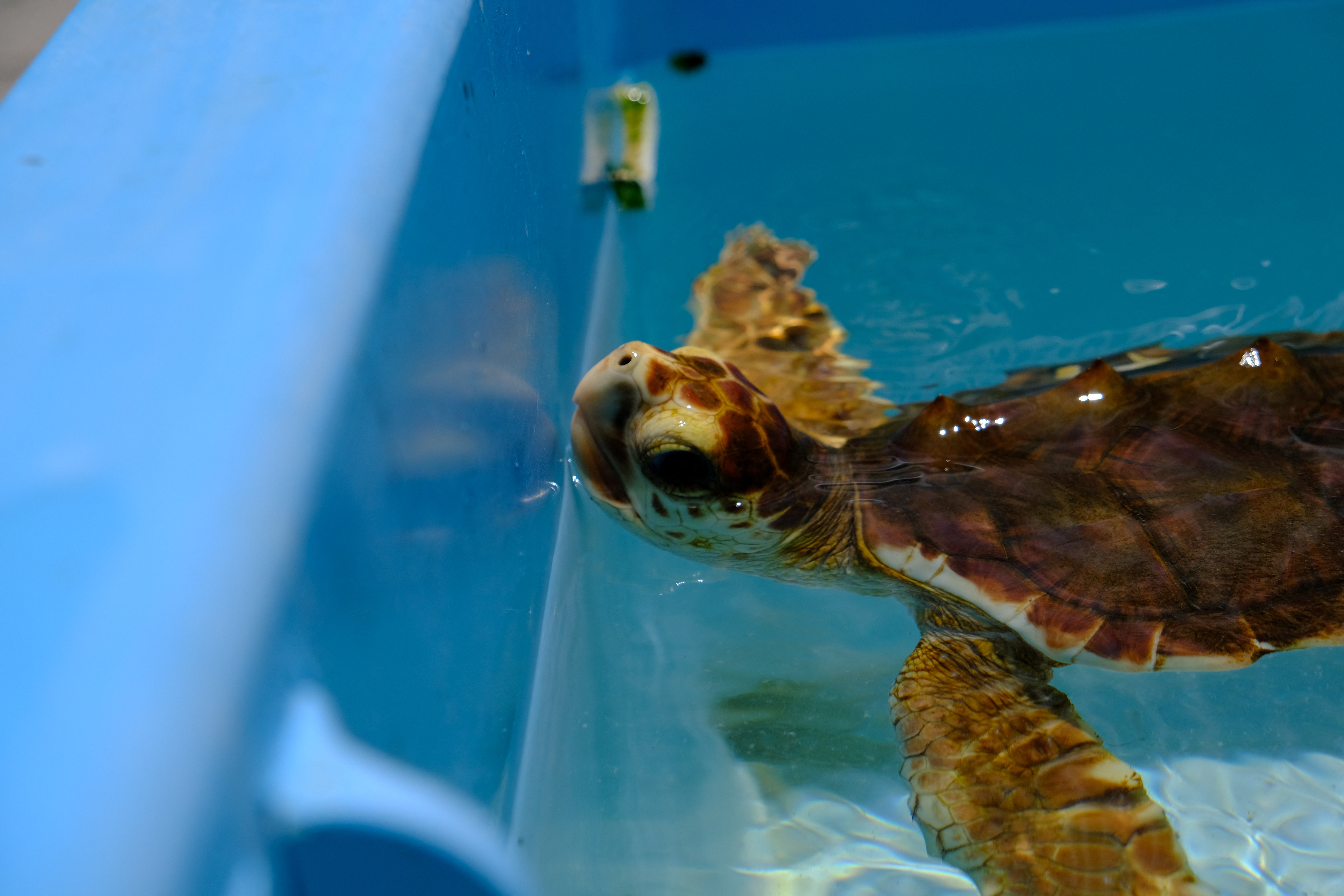 Loggerhead turtle swims at the Turtle Hospital in Marathon