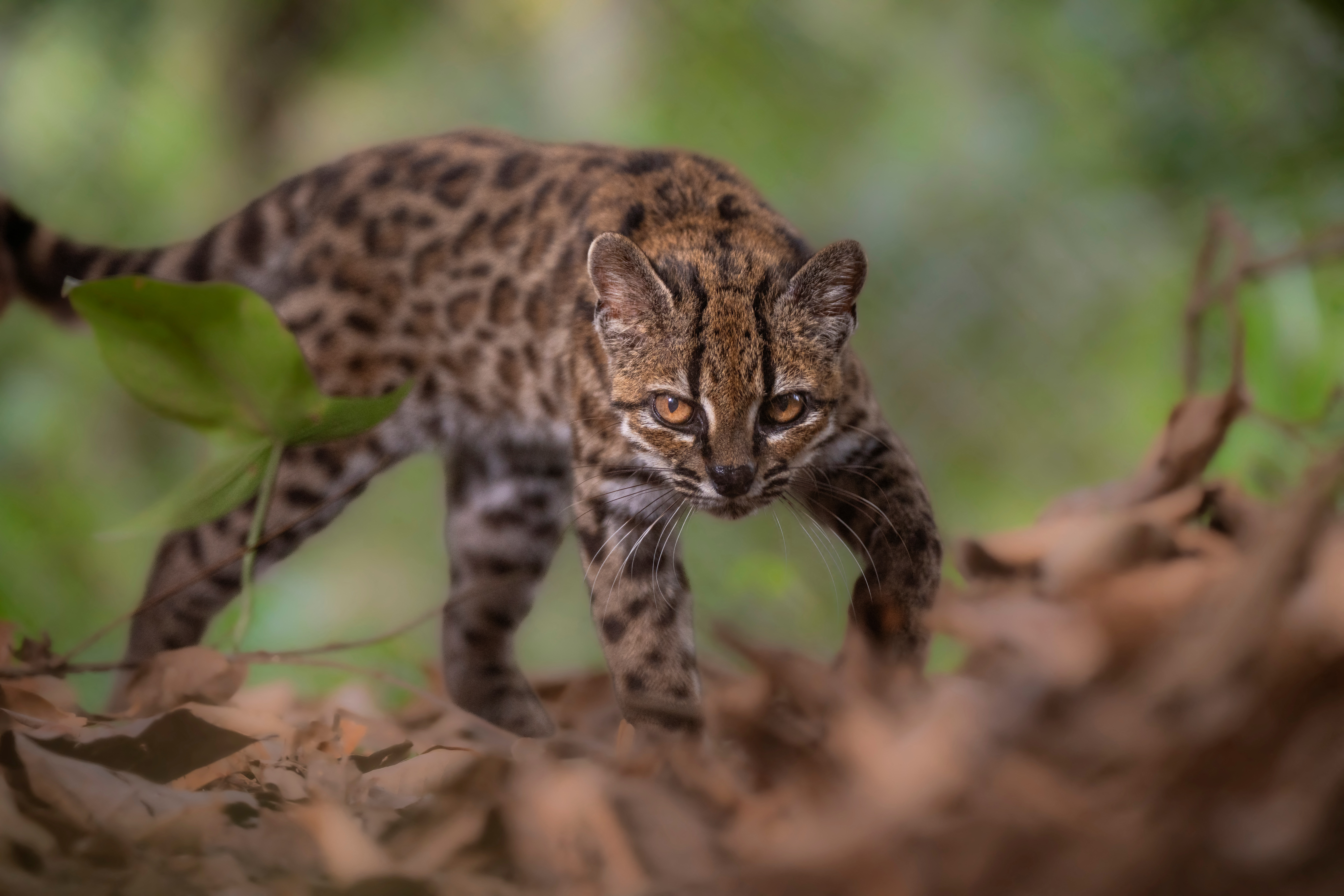 New cat species identified in Bolivia, first in over a century | Reuters